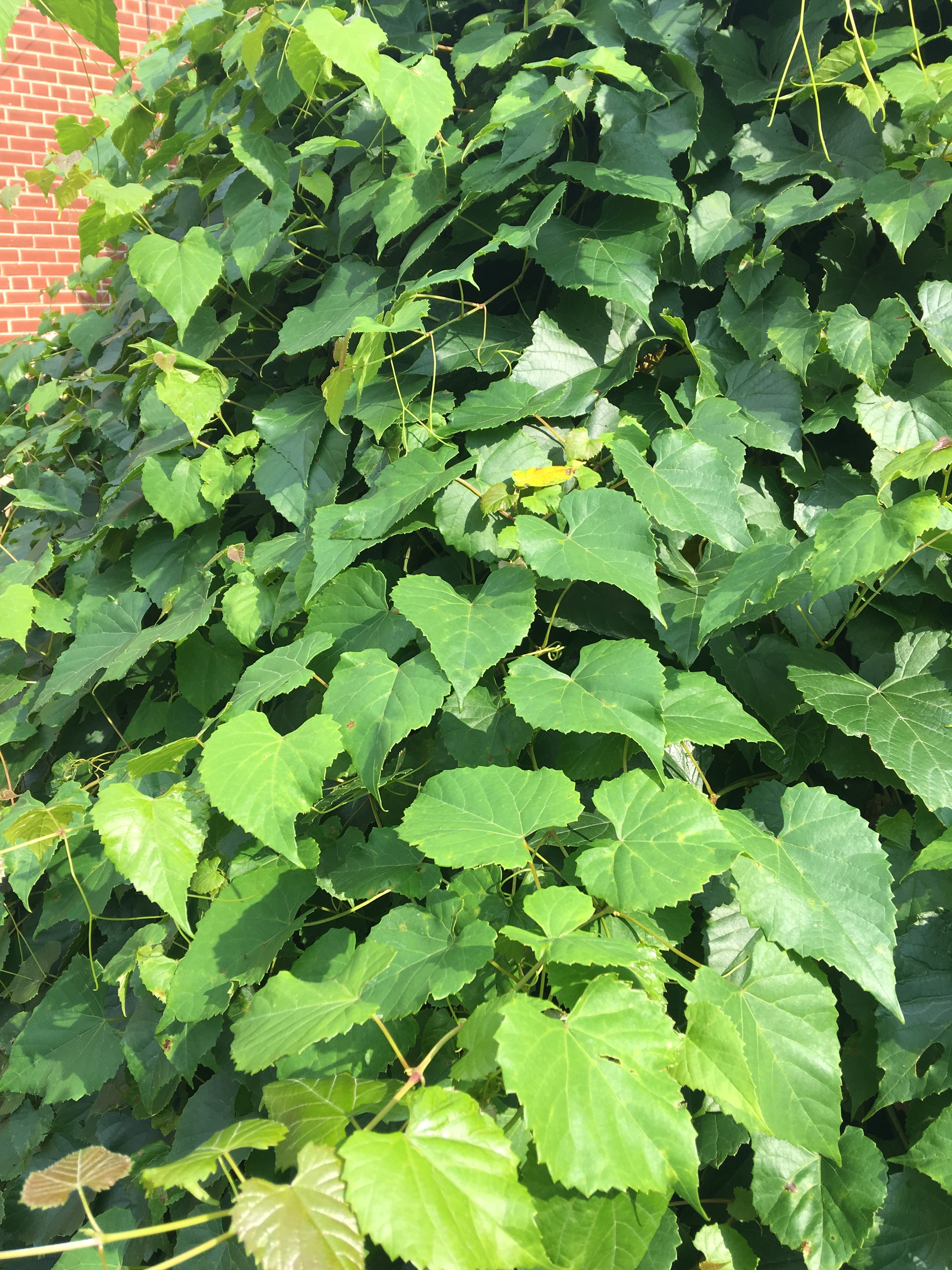 Identifying Invasive Weed Vine In Montgomery County Maryland 421951 Ask Extension