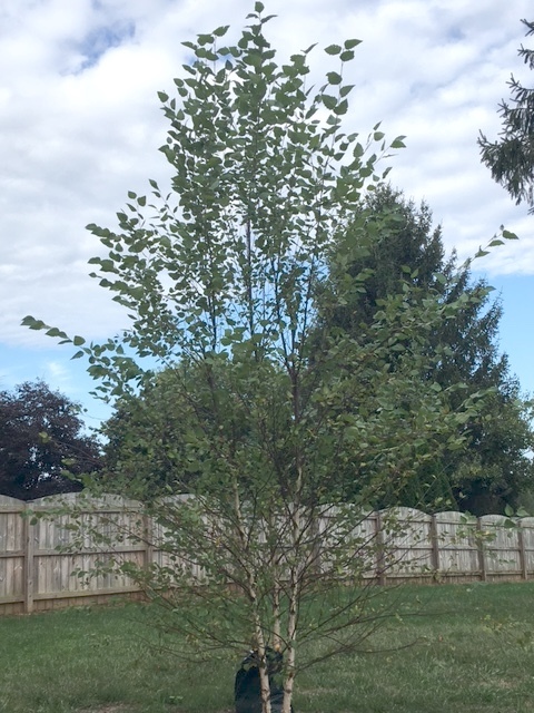 River Birch dropping leaves #427822 - Ask Extension