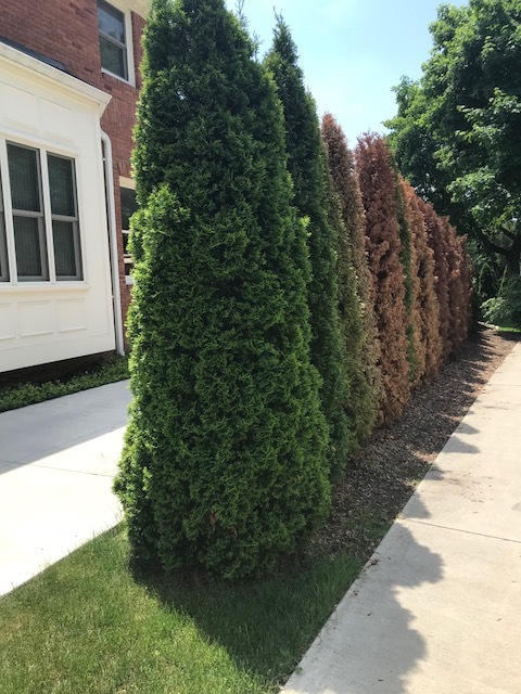 Arborvitae dead #468922 - Ask Extension