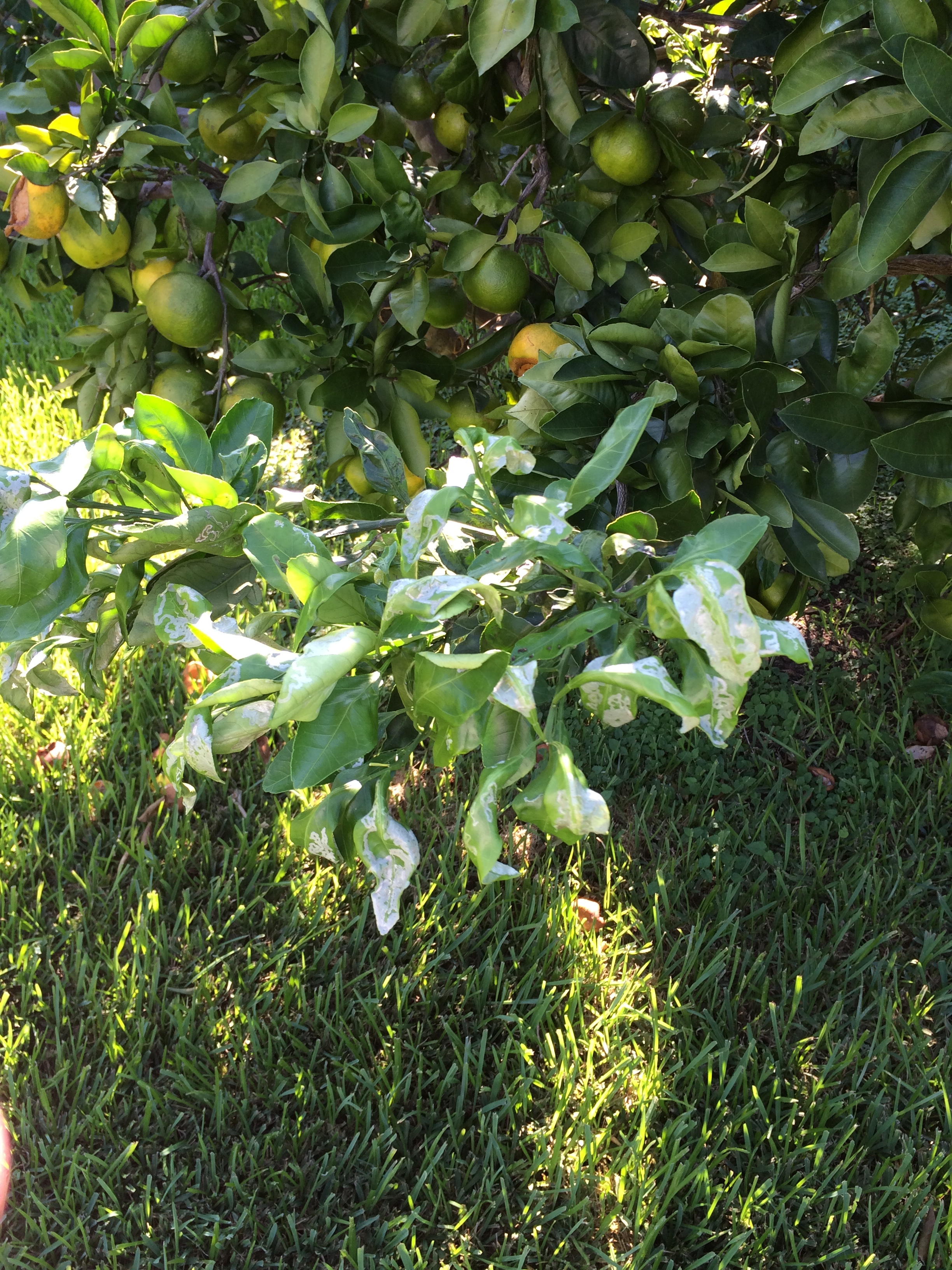 Satsuma Orange Disease Ask Extension