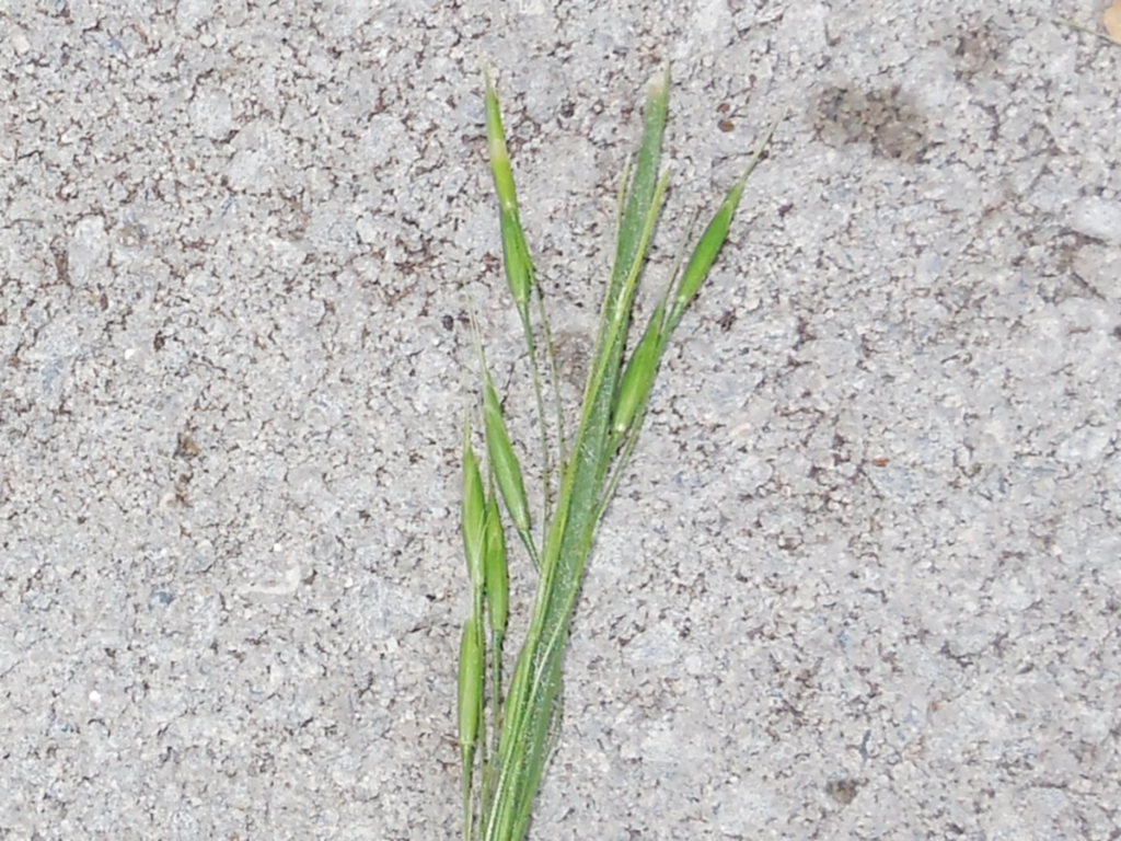 Is this rye grass? #457032 - Ask Extension