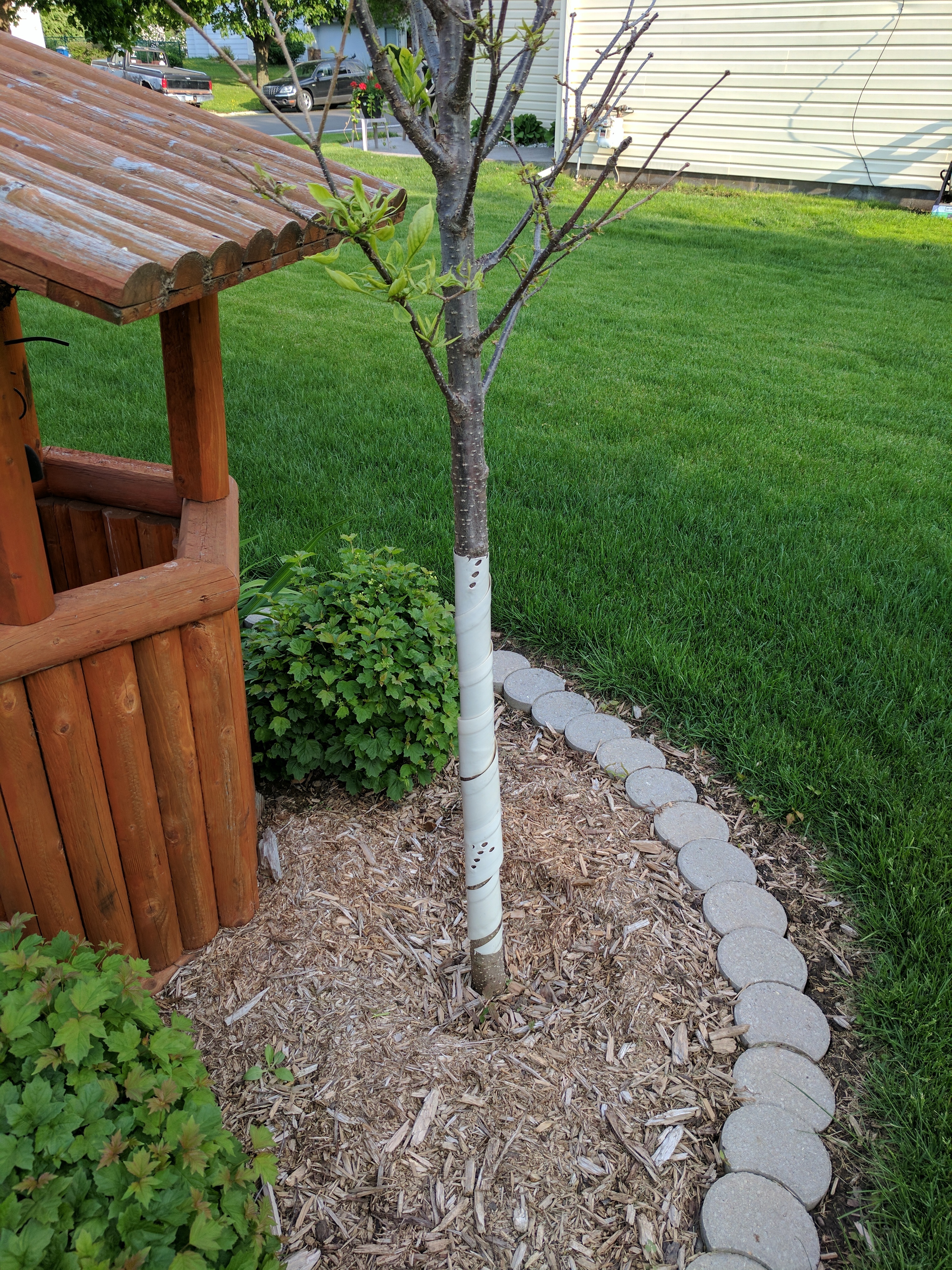 Lilac Tree Slow To Leaf Out 401781 Ask Extension