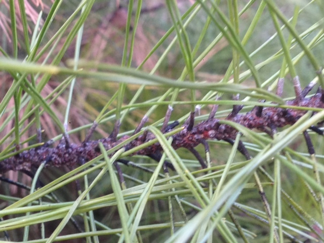 Umbrella pine disease? #378303 - Ask Extension