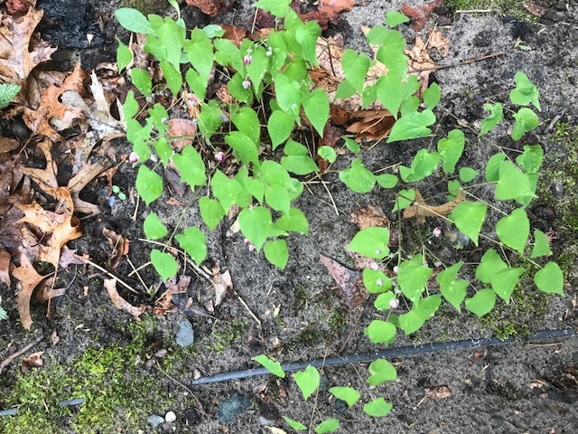 Ground Cover Name #452922 - Ask Extension