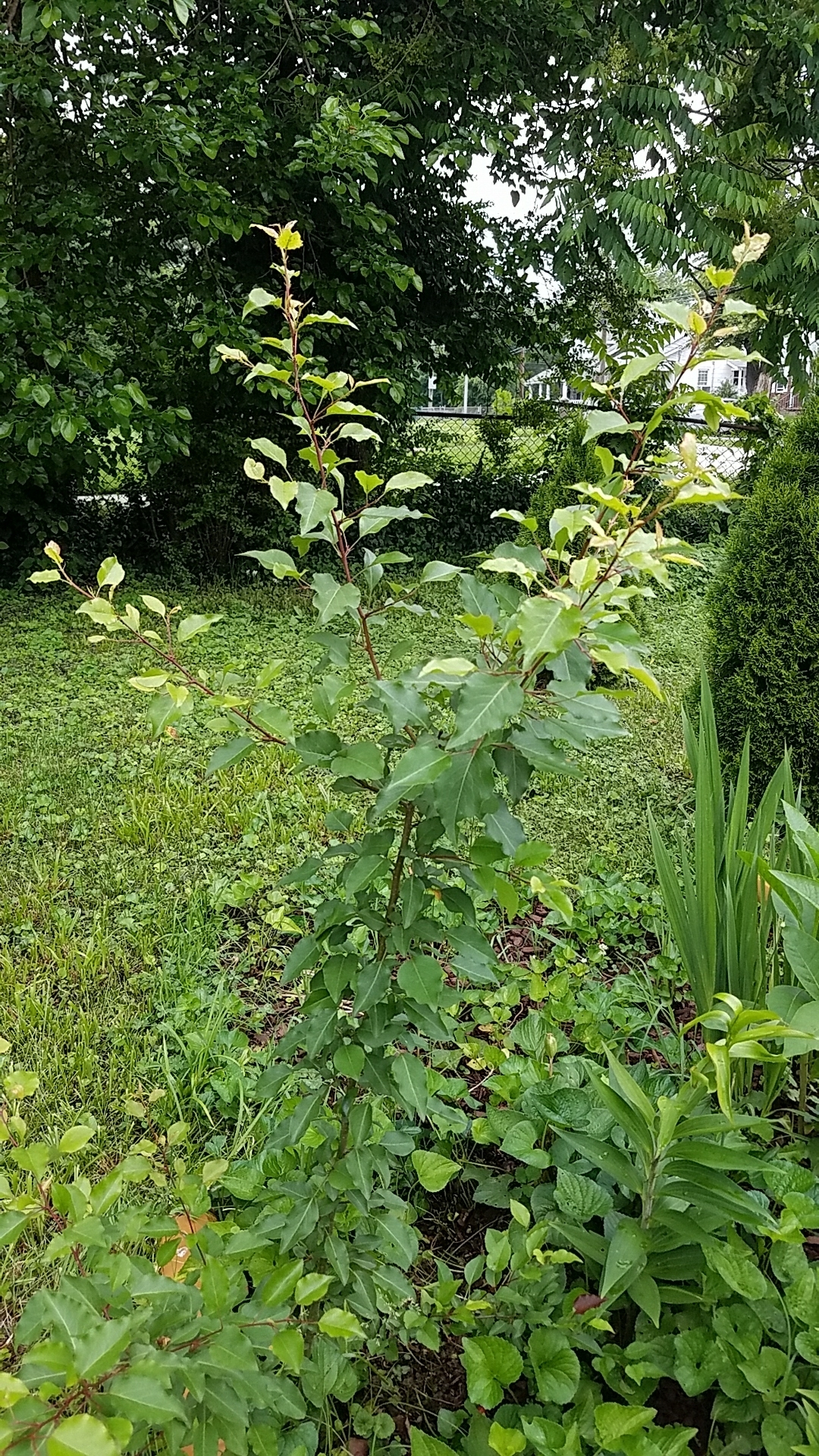 bradford pear tree identification