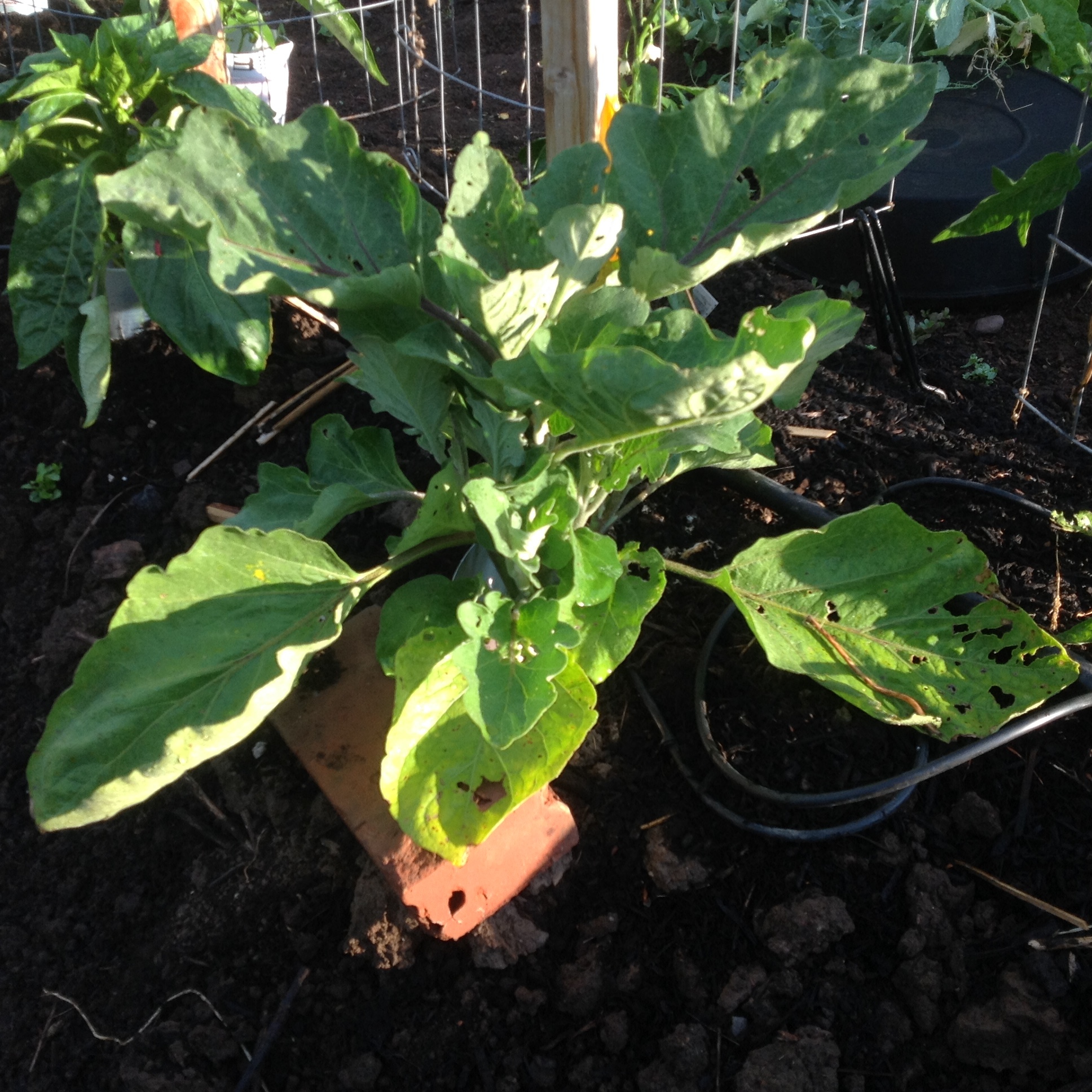 Wilting eggplant in vegetable garden #463211 - Ask Extension