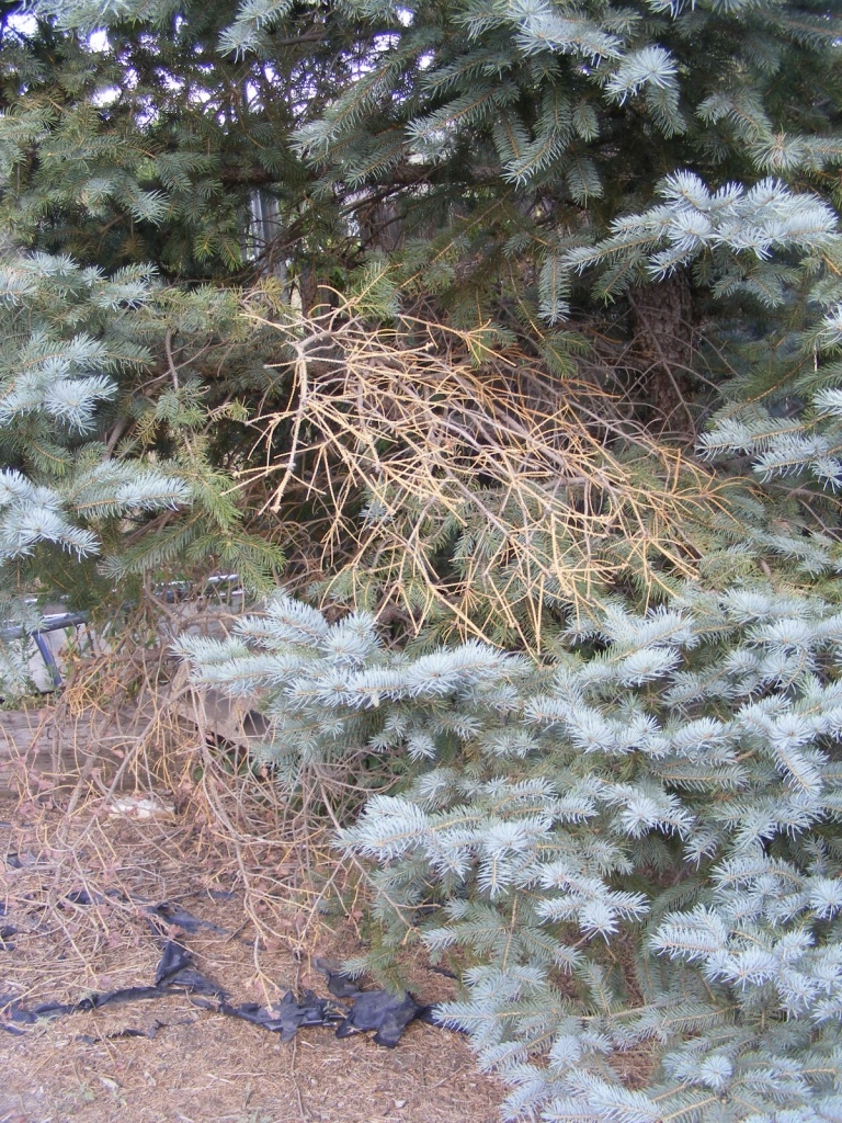 Beetle infection on blue spruce? #412429 - Ask Extension