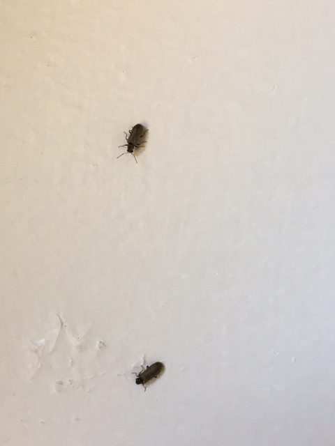 Powder Post Beetle infestation on the Oregon Coast #416204 - Ask Extension