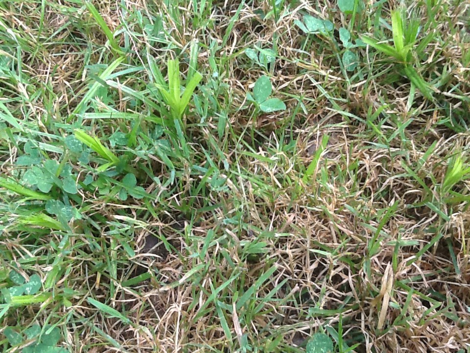 Weeds in lawn #471596 - Ask Extension