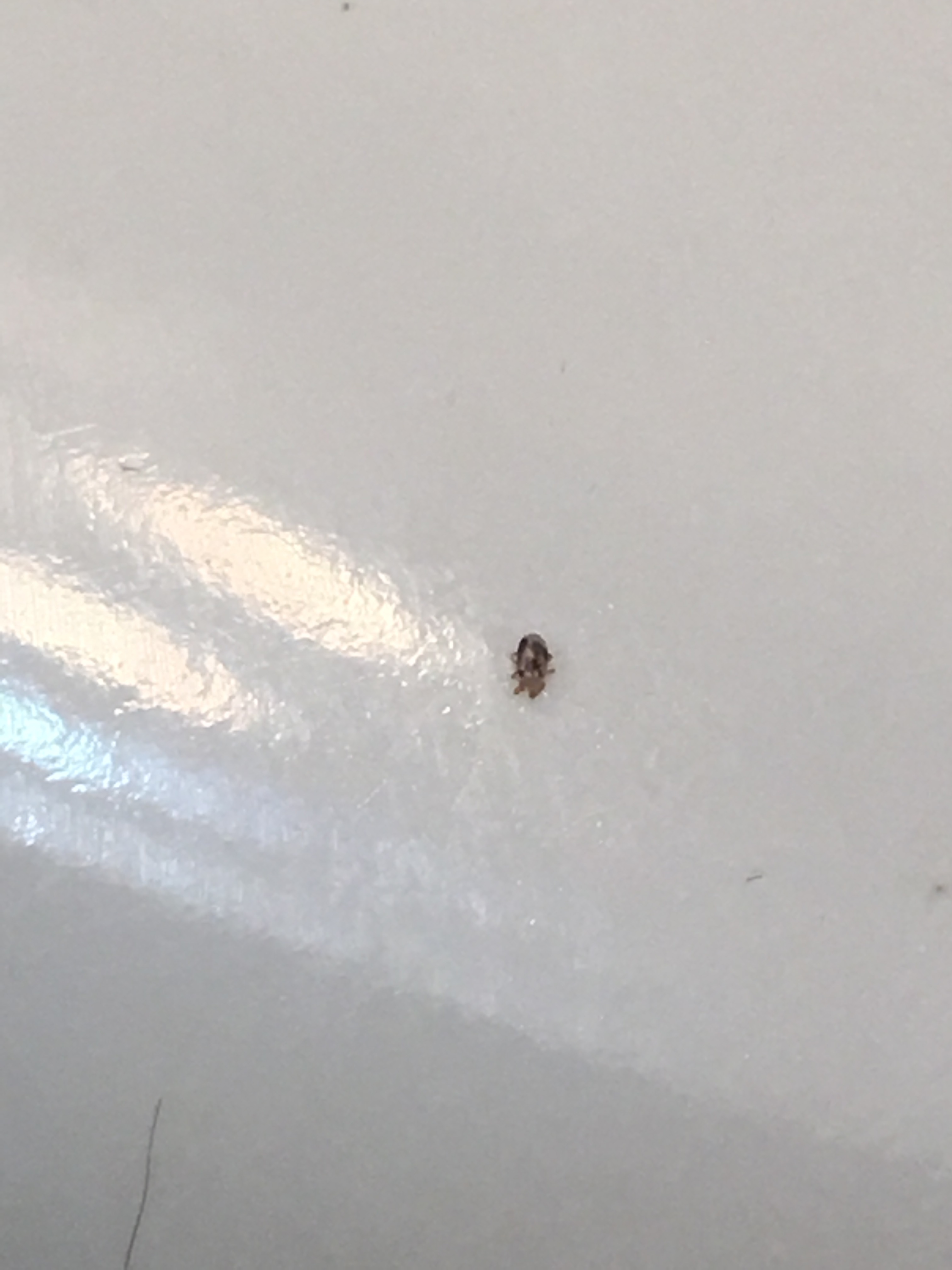 Tiny spotted bugs in the bedroom #402501 - Ask Extension