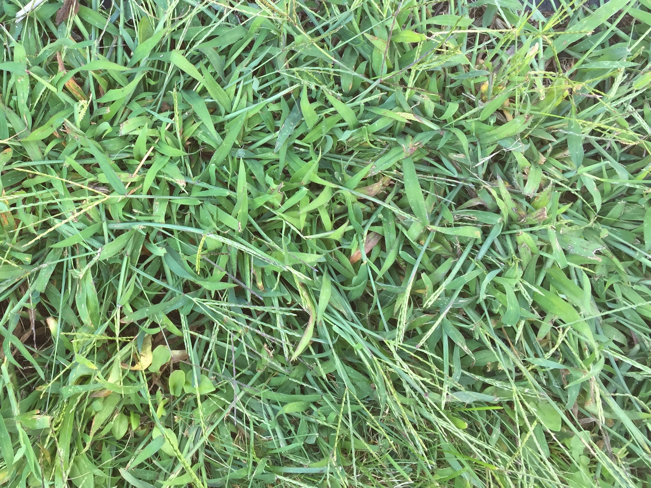 Undesirable grass invading flower beds #359069 - Ask Extension