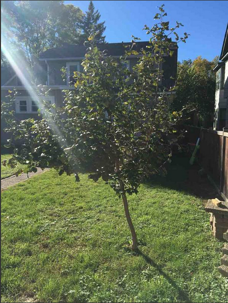 Four Year Old Honeycrisp Apple Tree Ask Extension