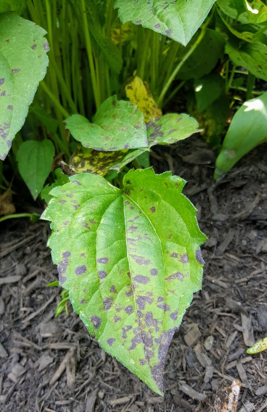 Disease Azalea Bush's And Black Eyed Susans #400583 - Ask Extension