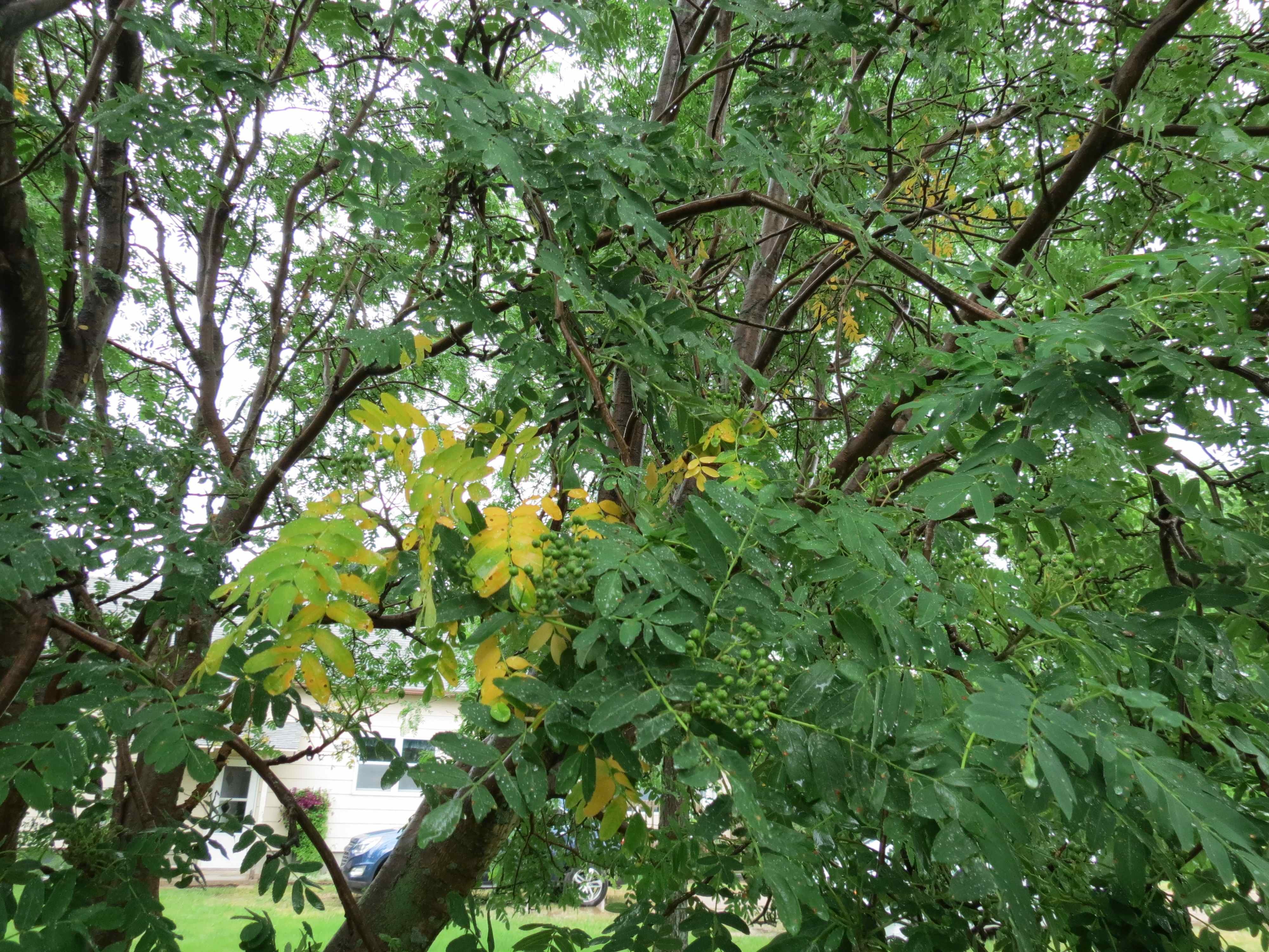 Mountain Ash with yellow leaves #407615 - Ask Extension