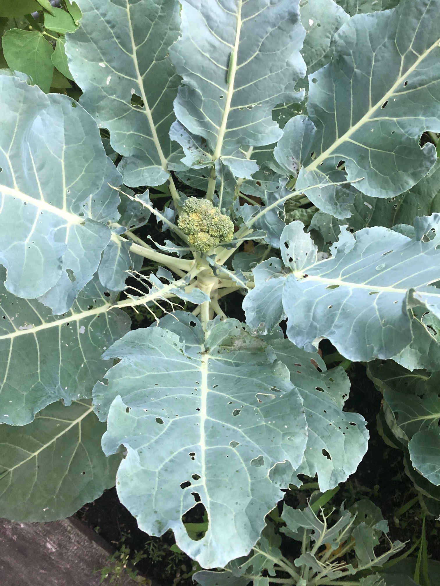 Holes in plants leaves and brown spots on cauliflower #469097 - Ask ...