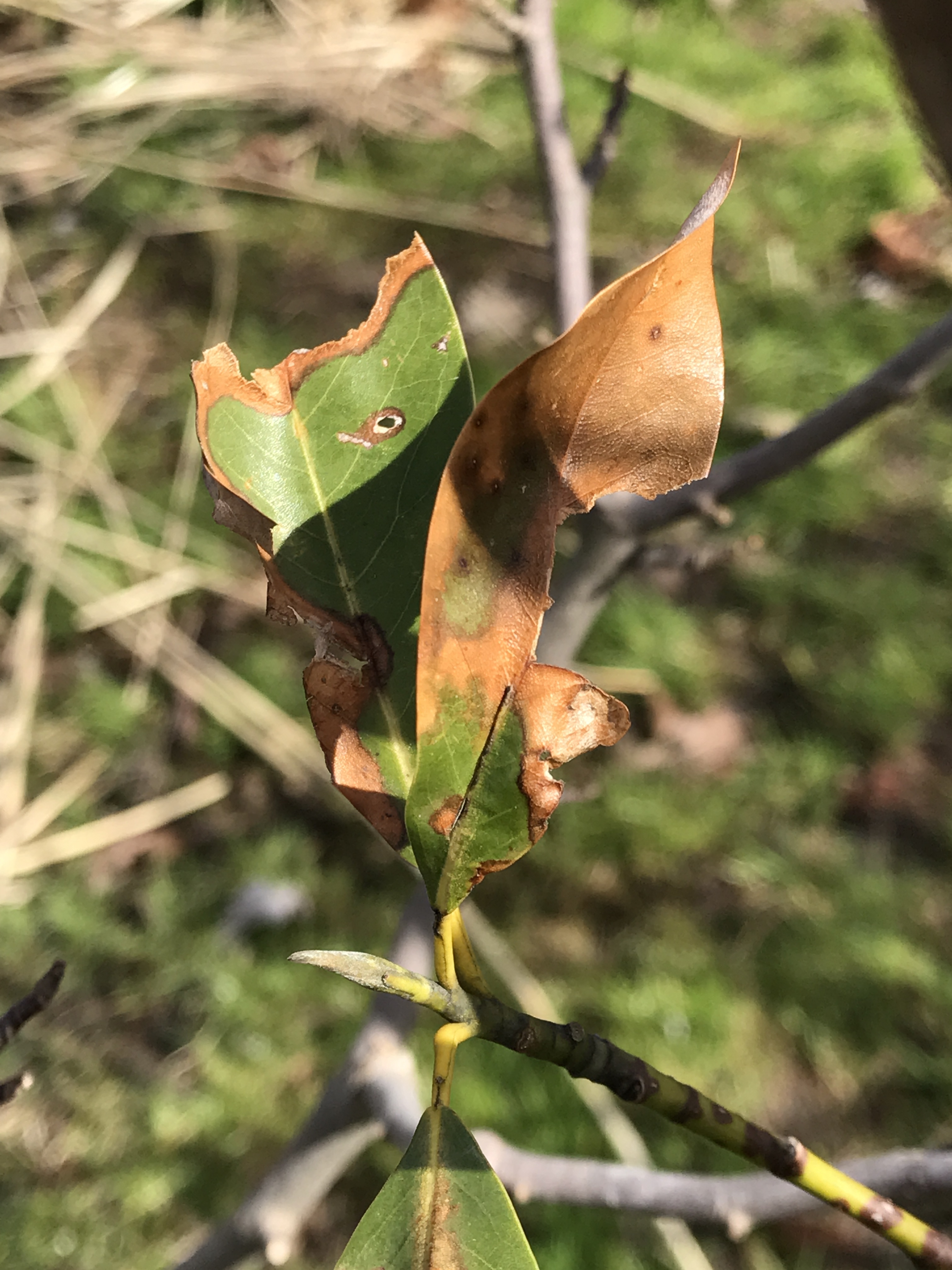 Magnolia leaves turning brown in MarchApril (Ashtabula County) 392717