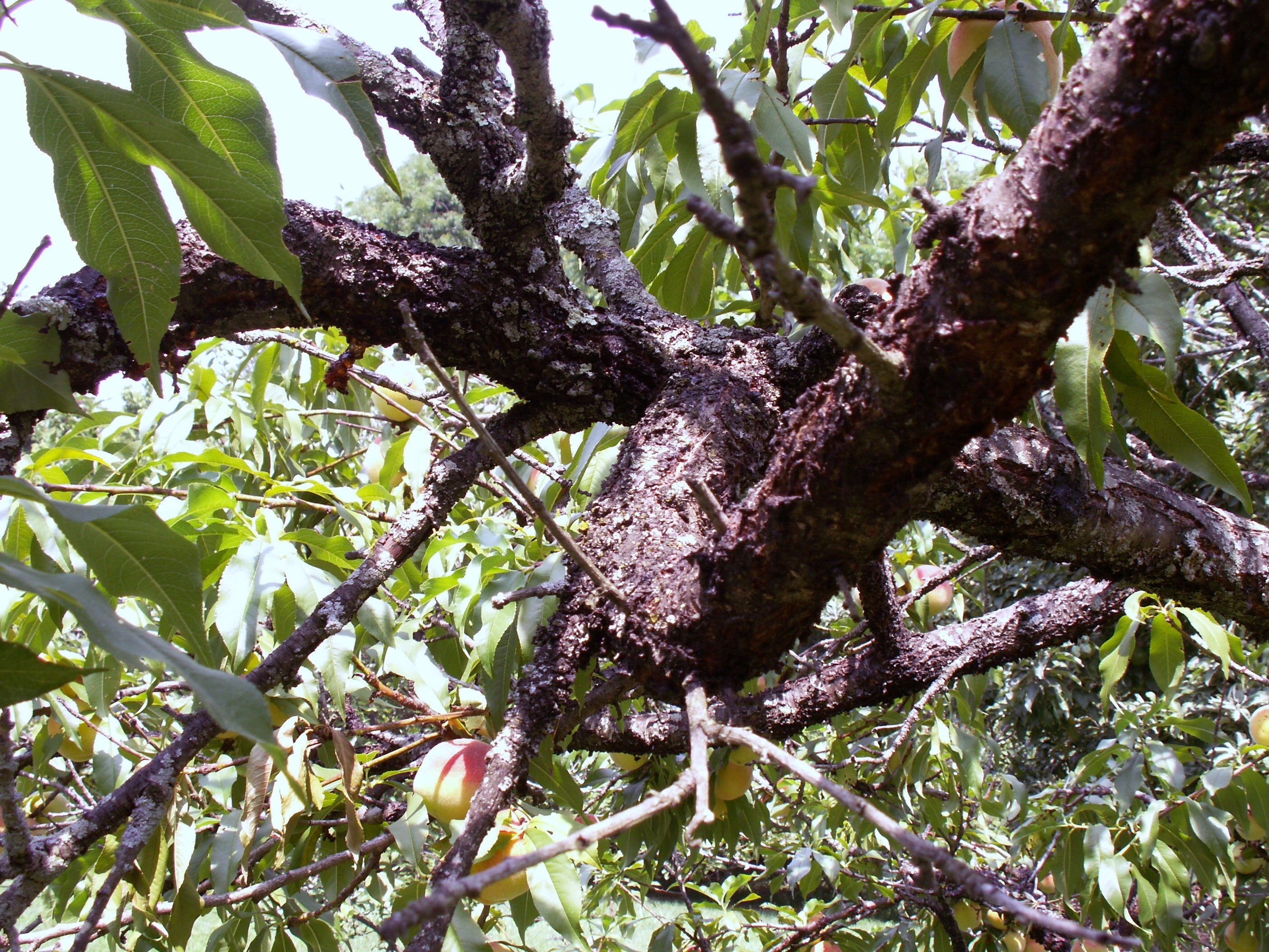 what-is-causing-this-bark-disease-on-my-peach-tree-415489-ask-extension