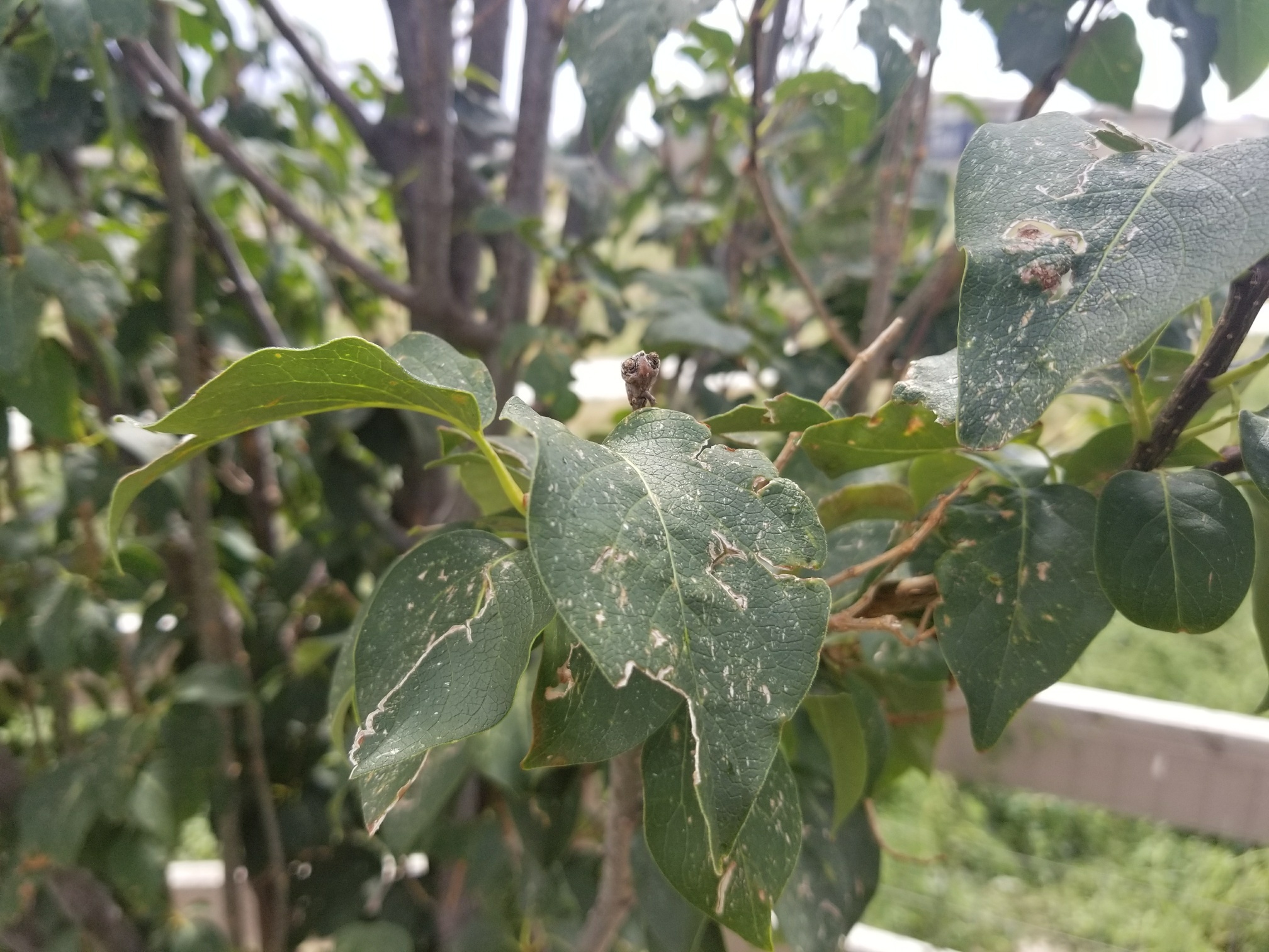 What is Wrong with my Japanese Lilac Trees? #418010 - Ask Extension