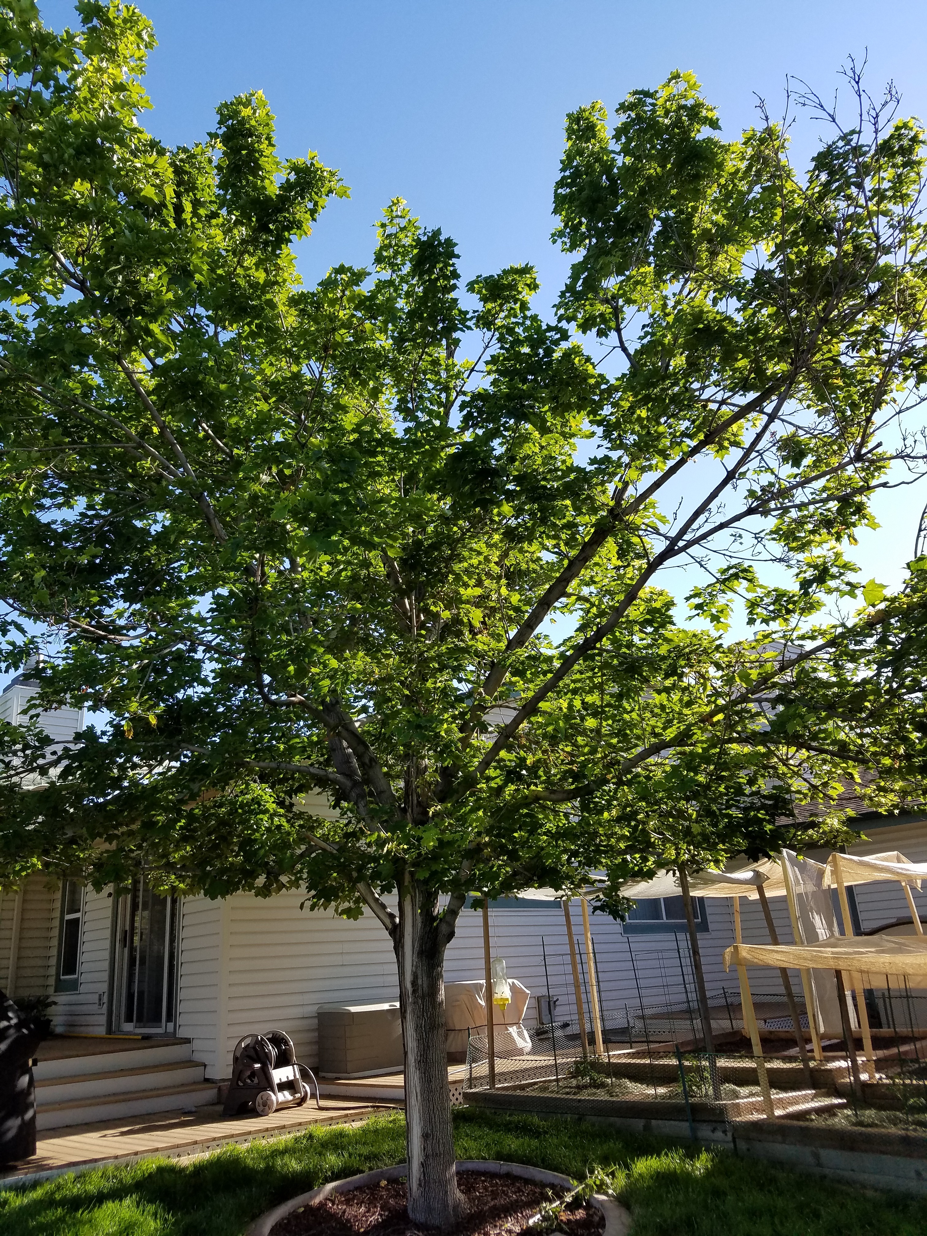 Norway Maples Losing Bark On Trunks And Some Branches And Having Some Dead Branches Ask Extension