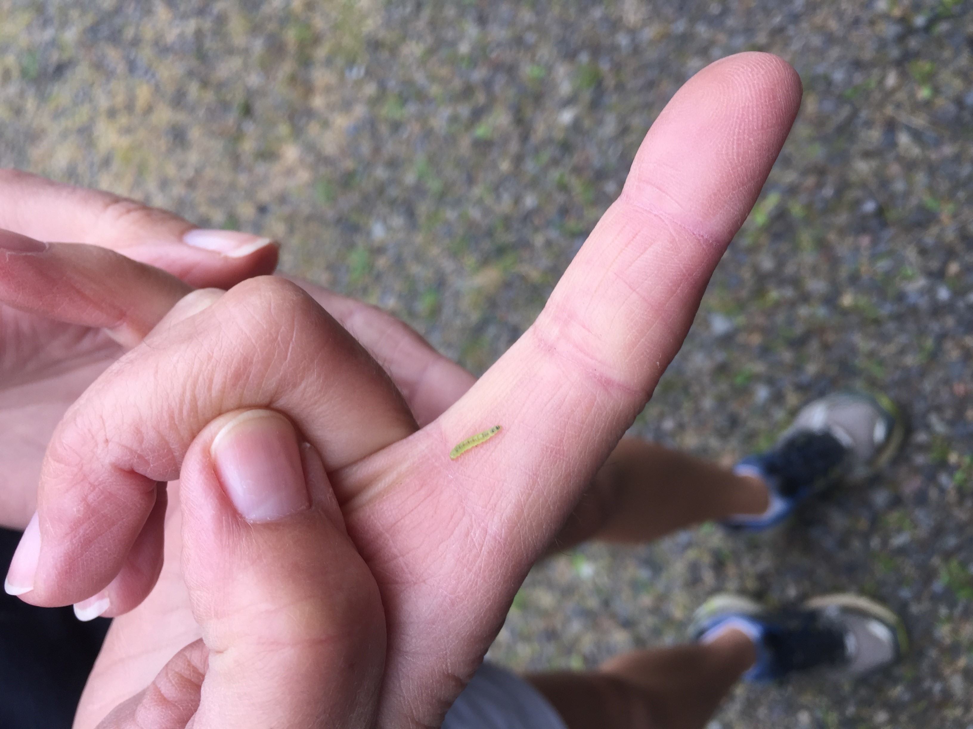 what-are-those-little-green-worms-that-are-hanging-from-oaks-trees