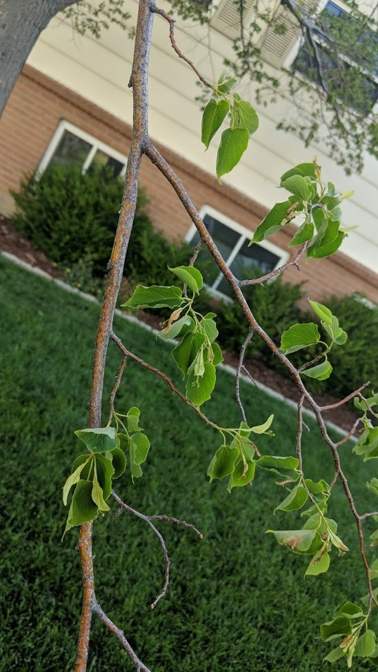 Linden Tree not blooming #463563 - Ask Extension