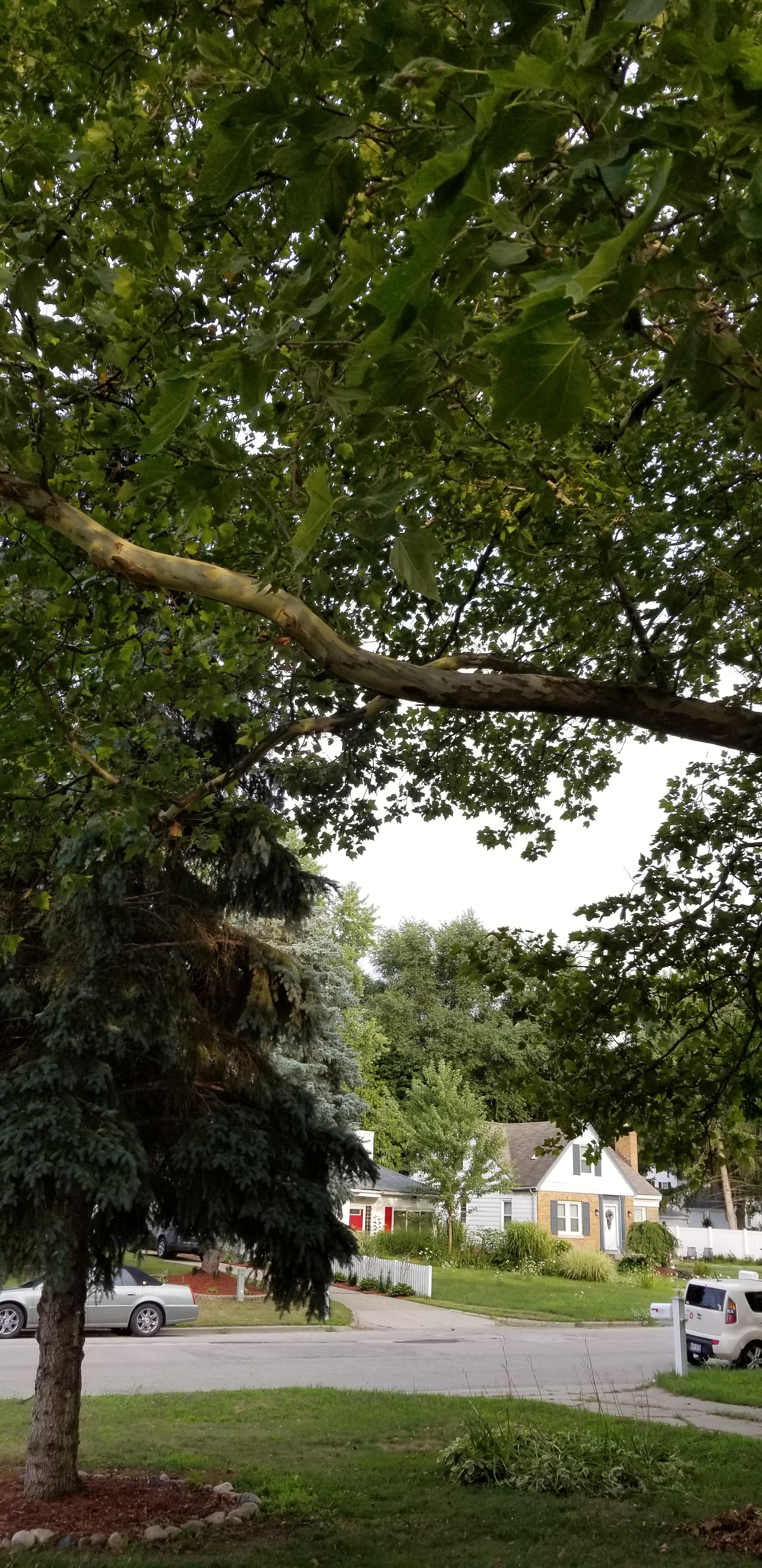 Bark Peeling Off Of Maple Tree Ask Extension