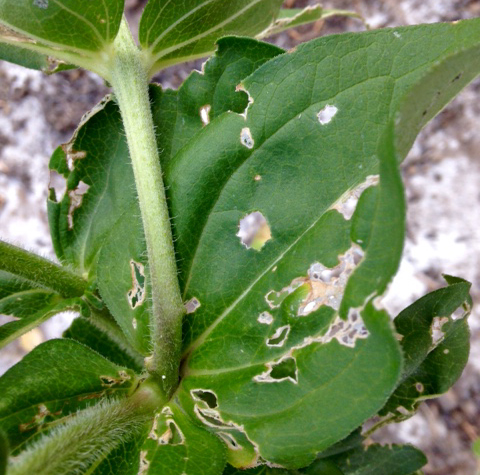 What's Eating My Zinnias? #418841 - Ask Extension