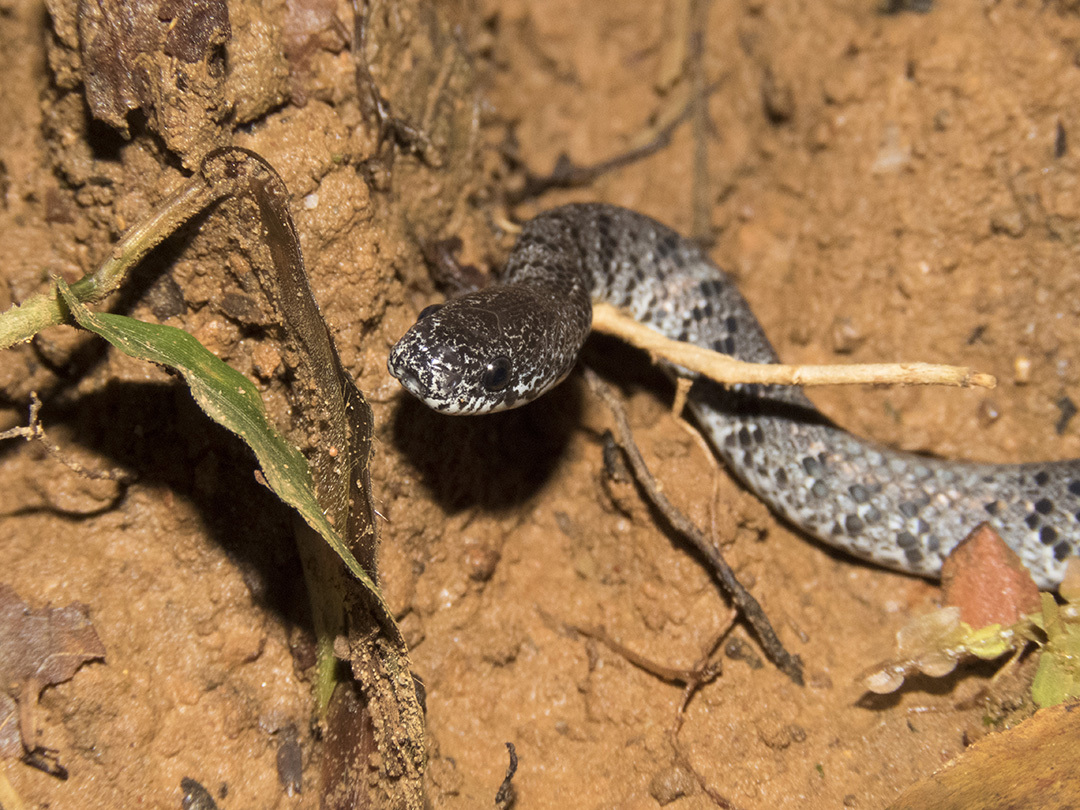 Snake In Nong Khiaw, Laos. #426319 - Ask Extension