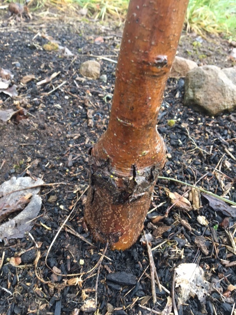 Apple tree bark disappearing #382746 - Ask Extension