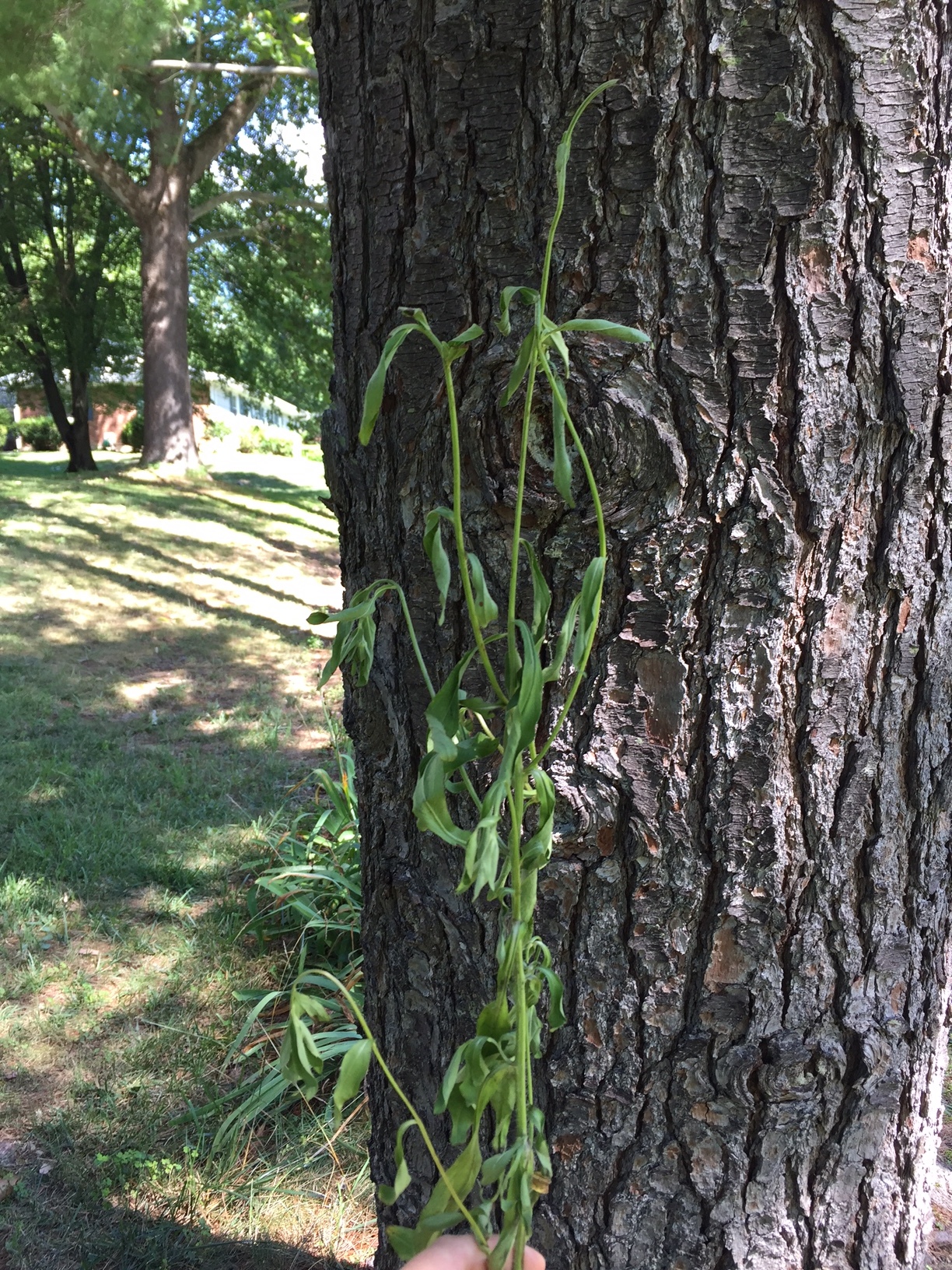 wilting native perennials 417237 Ask Extension