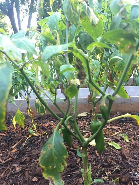 Bacterial Leaf Spot On Peppers #418216 - Ask Extension