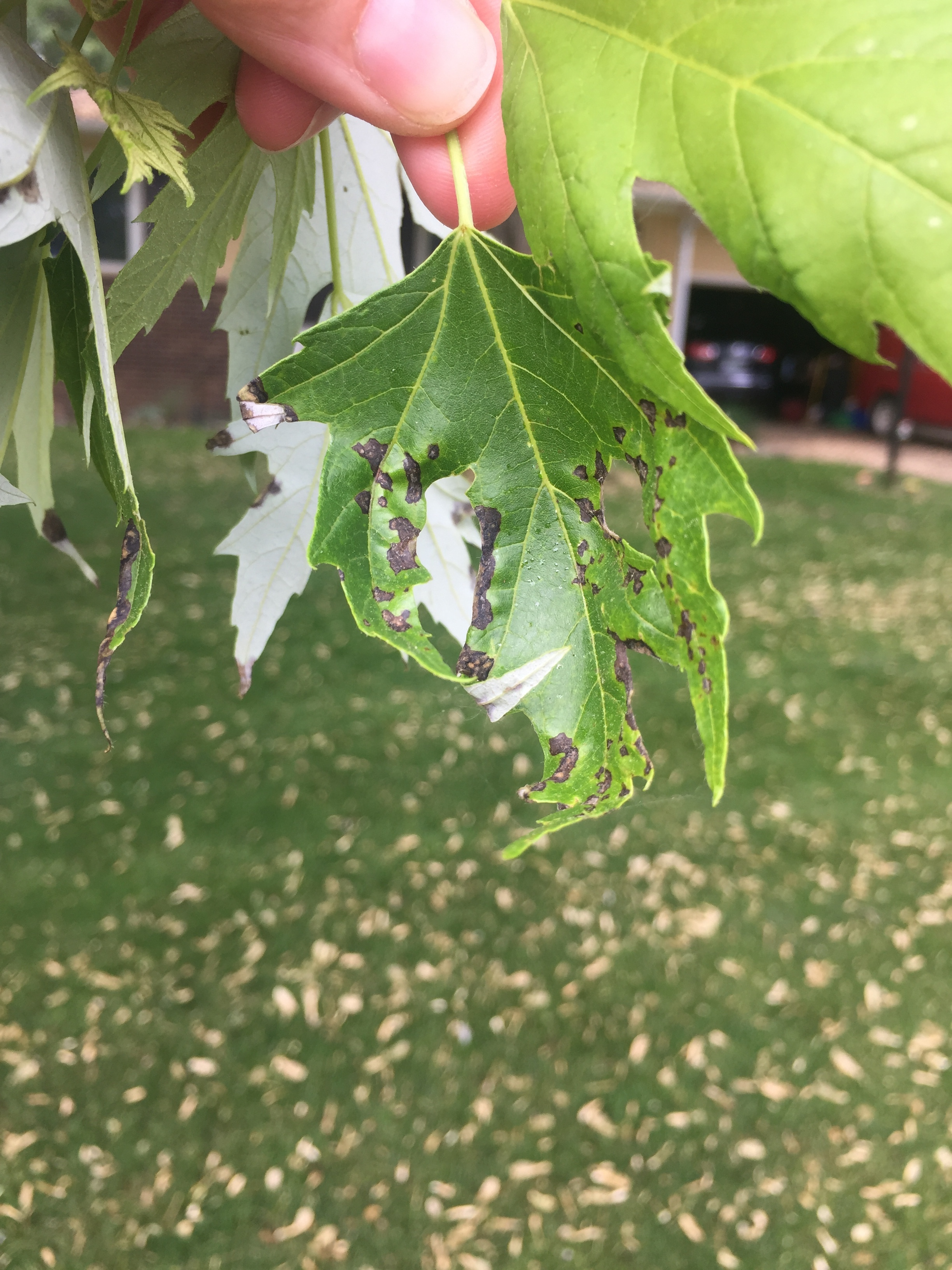 Silver Maple Tree Ask Extension