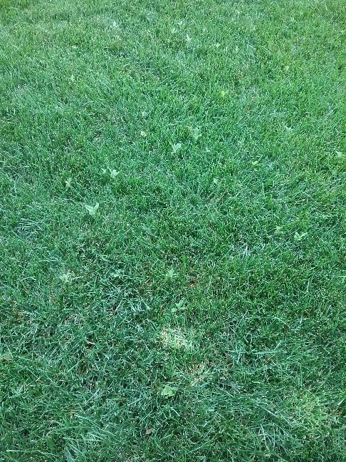 What is this weed that has invaded my lawn #469315 - Ask Extension