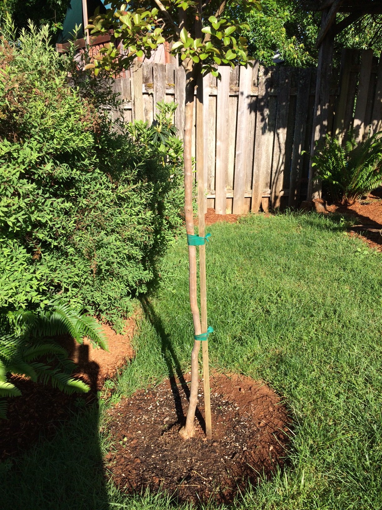 Newly planted crape myrtle #403592 - Ask Extension