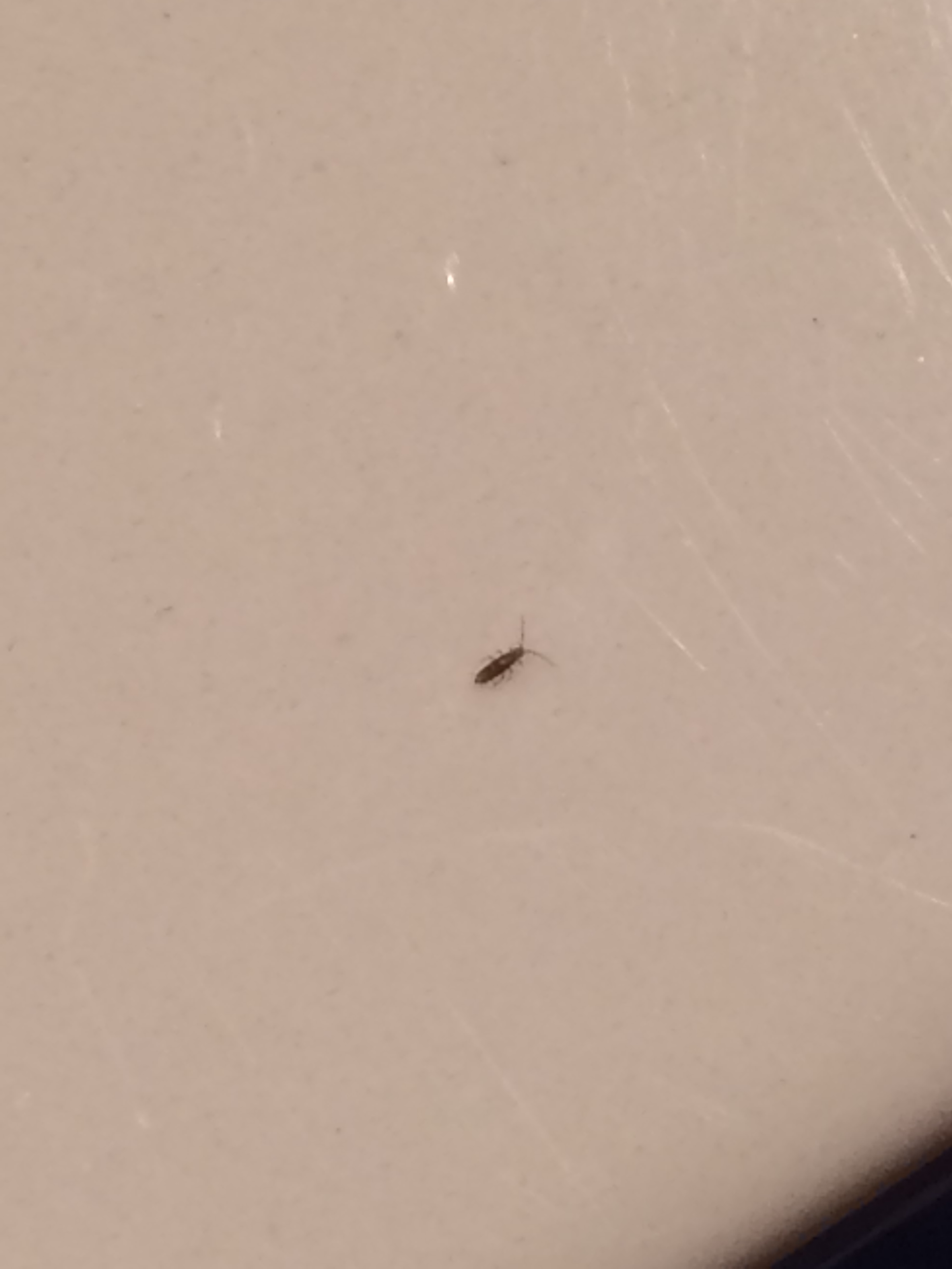 springtails in bathroom