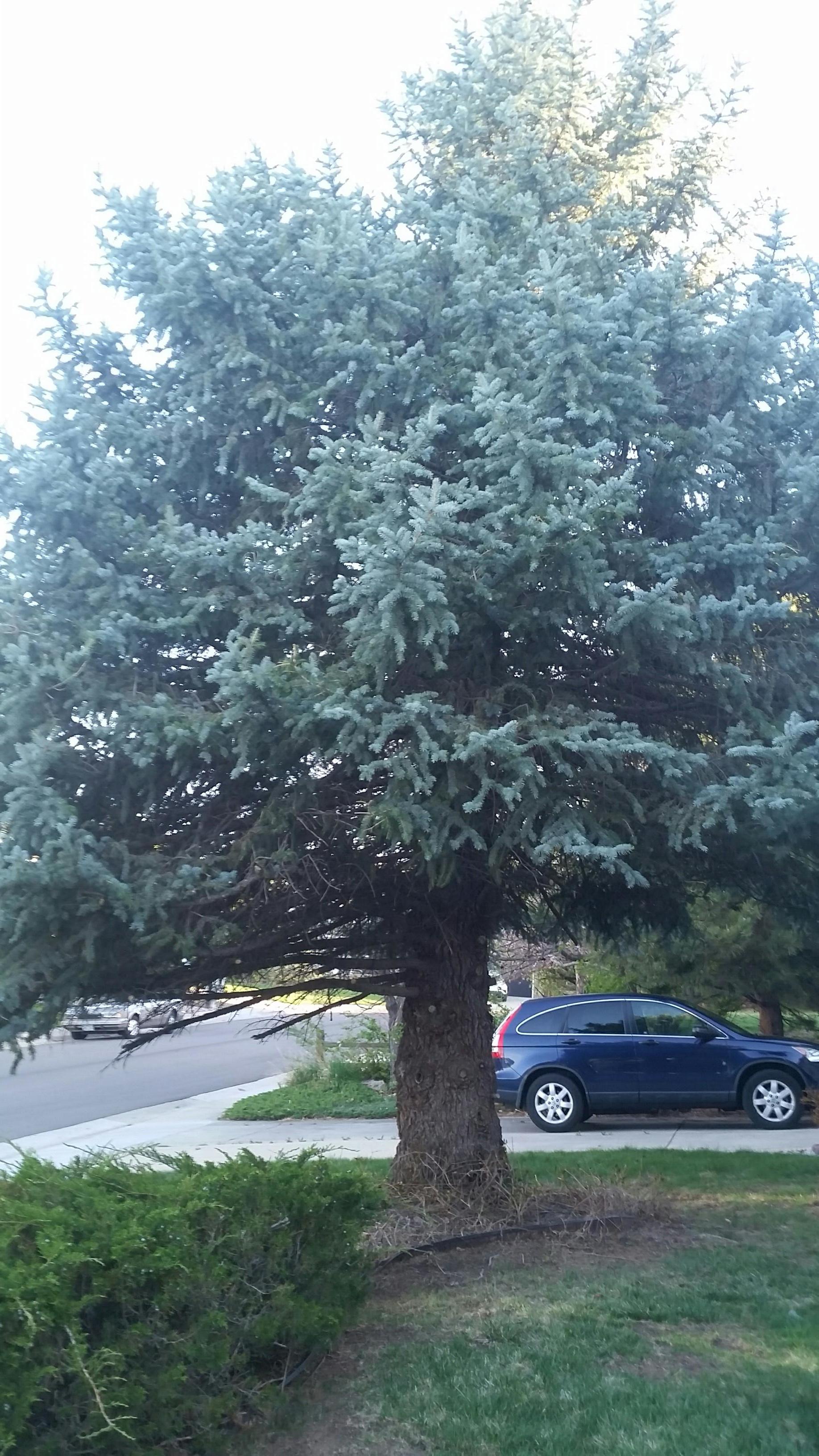 any-way-to-restore-health-to-over-pruned-blue-spruce-tree-451910