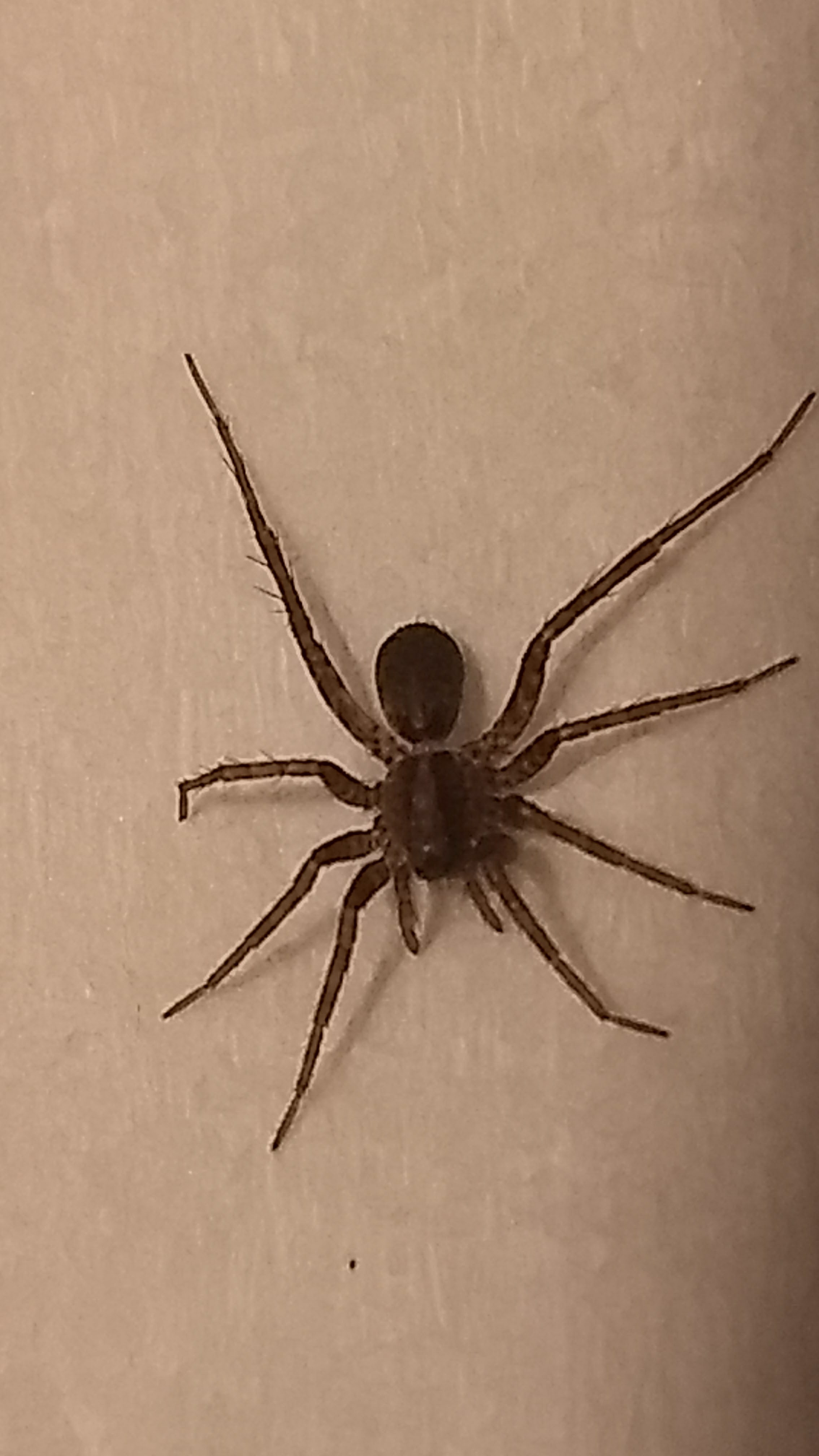 spider-id-help-wolf-spider-san-diego-ca-433732-ask-extension