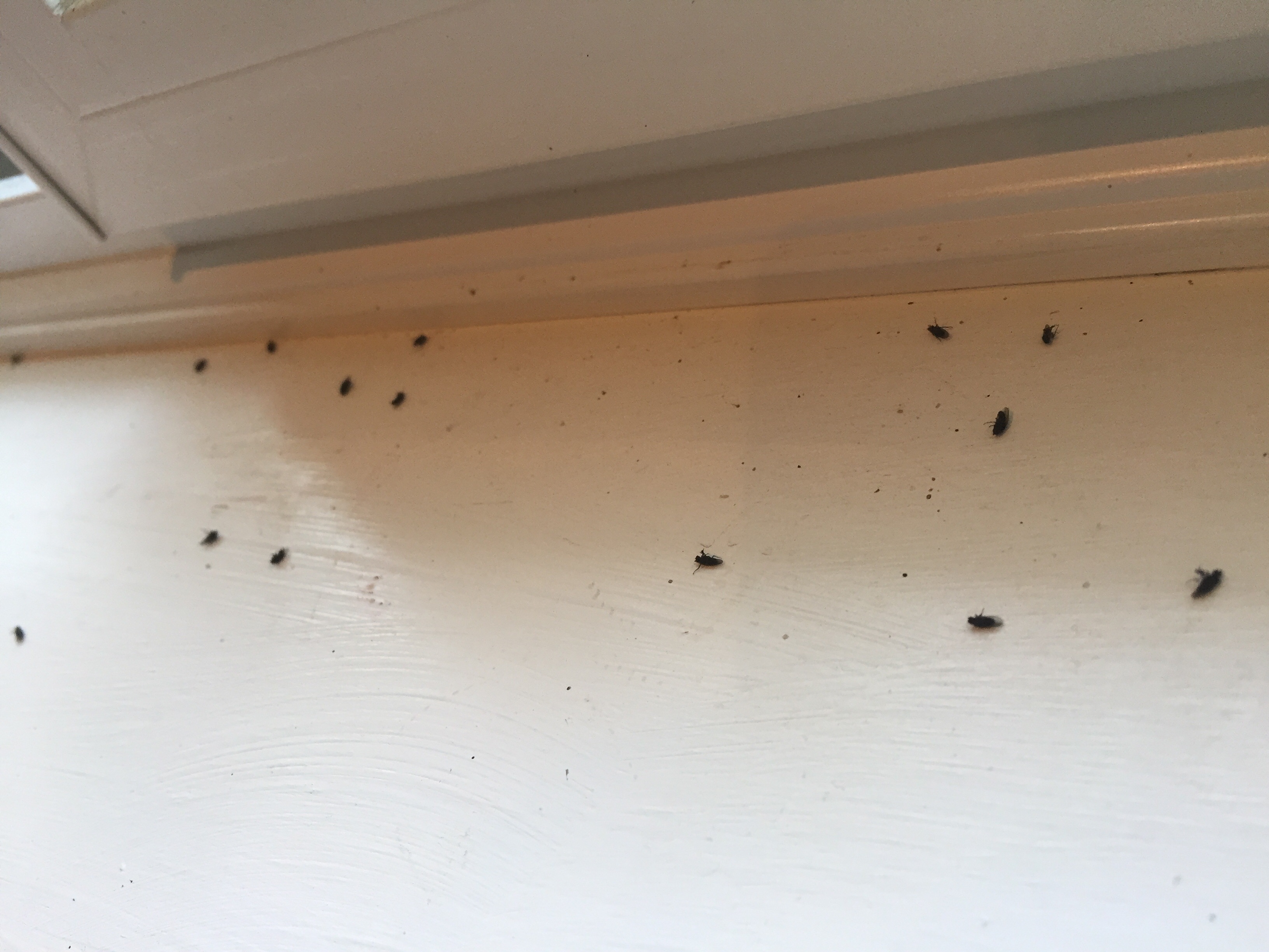 My Bathroom Is Infested With Tiny Black Flies 466714 Ask Extension
