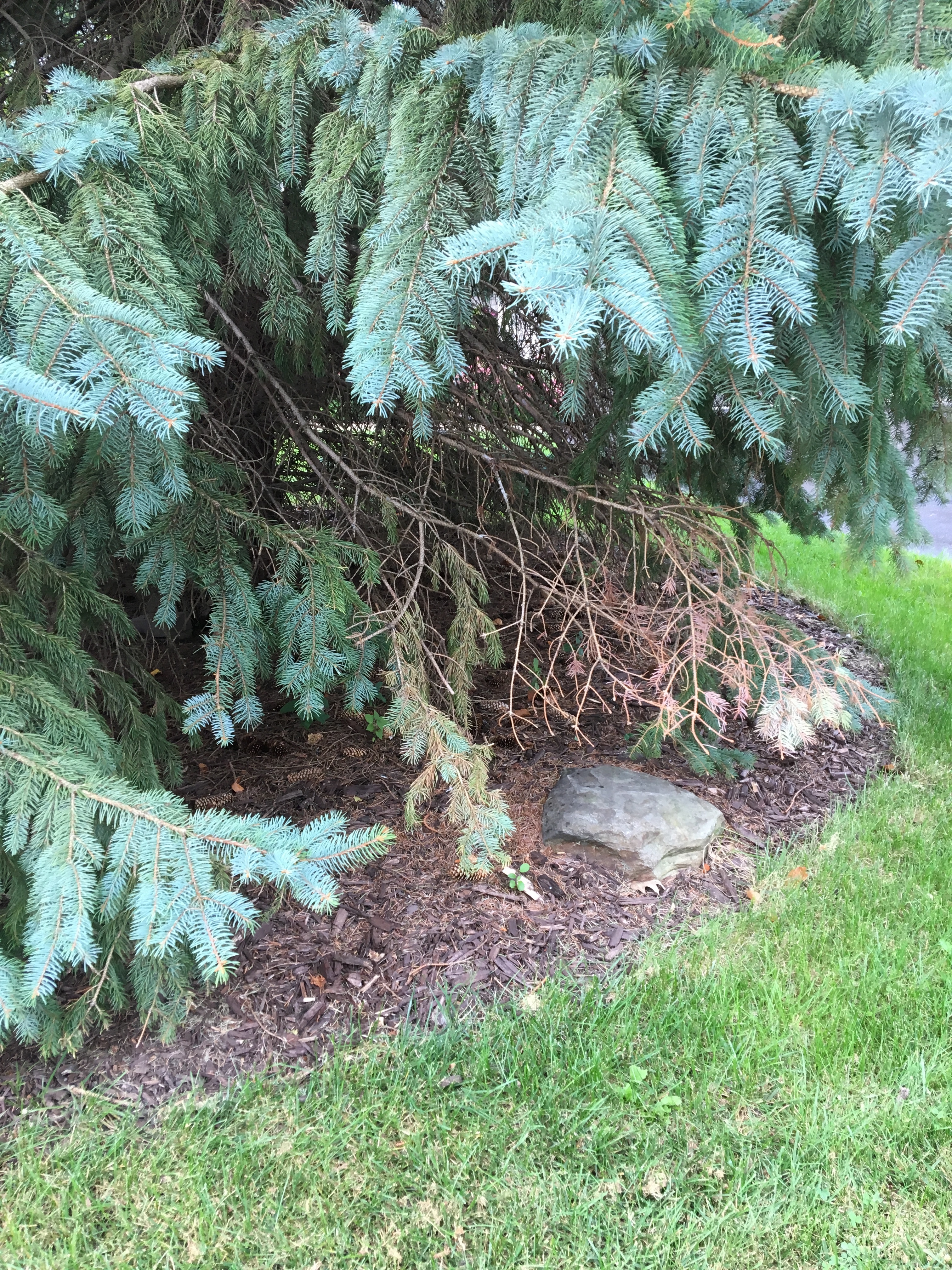 Blue Spruce With Dying Branches 426945 Ask Extension