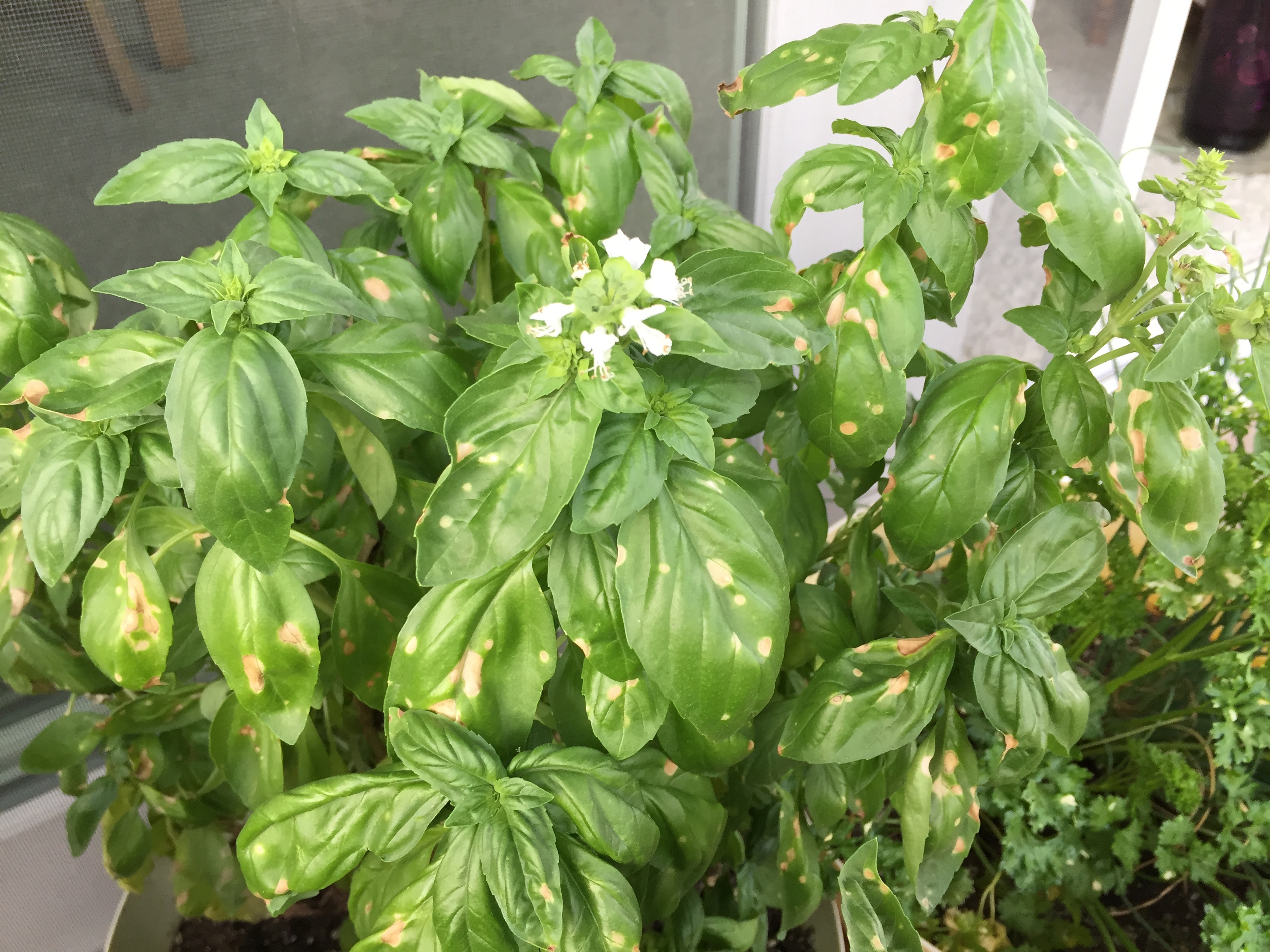 Brown Spots On Basil Parsley And Geraniums 472520 Ask Extension