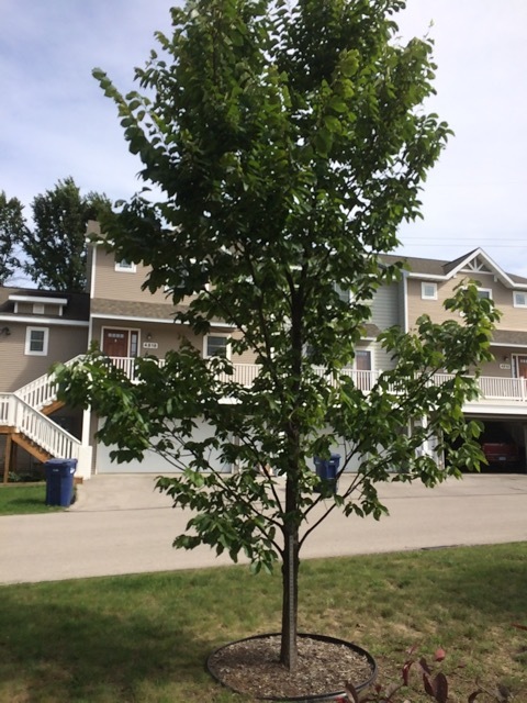 Pruning an elm tree #366065 - Ask Extension