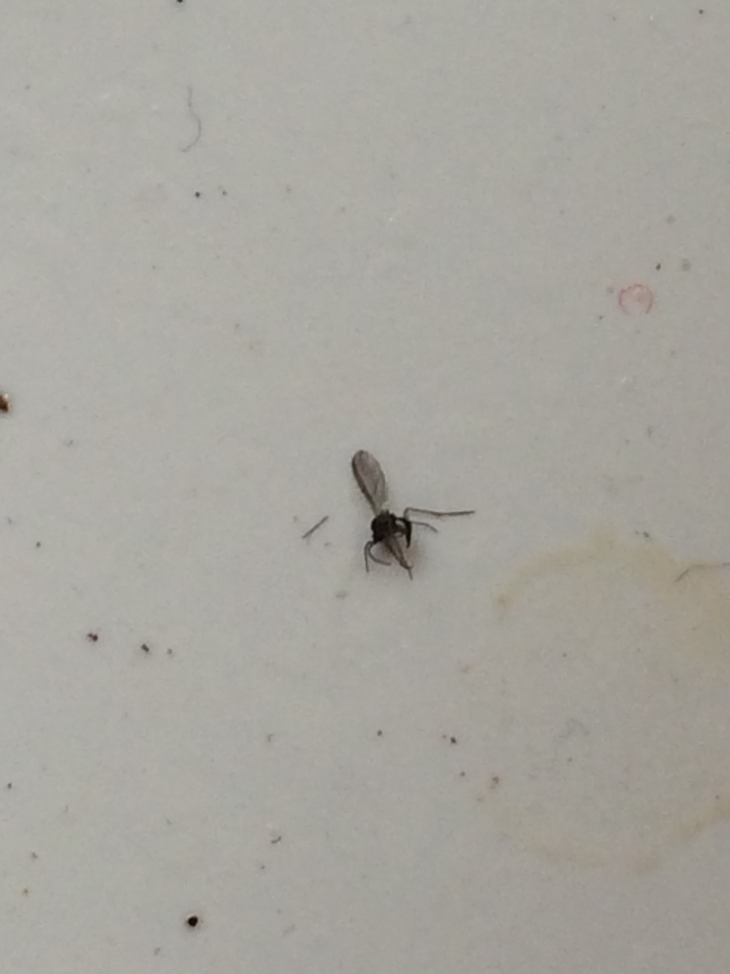 small black flies from house plants