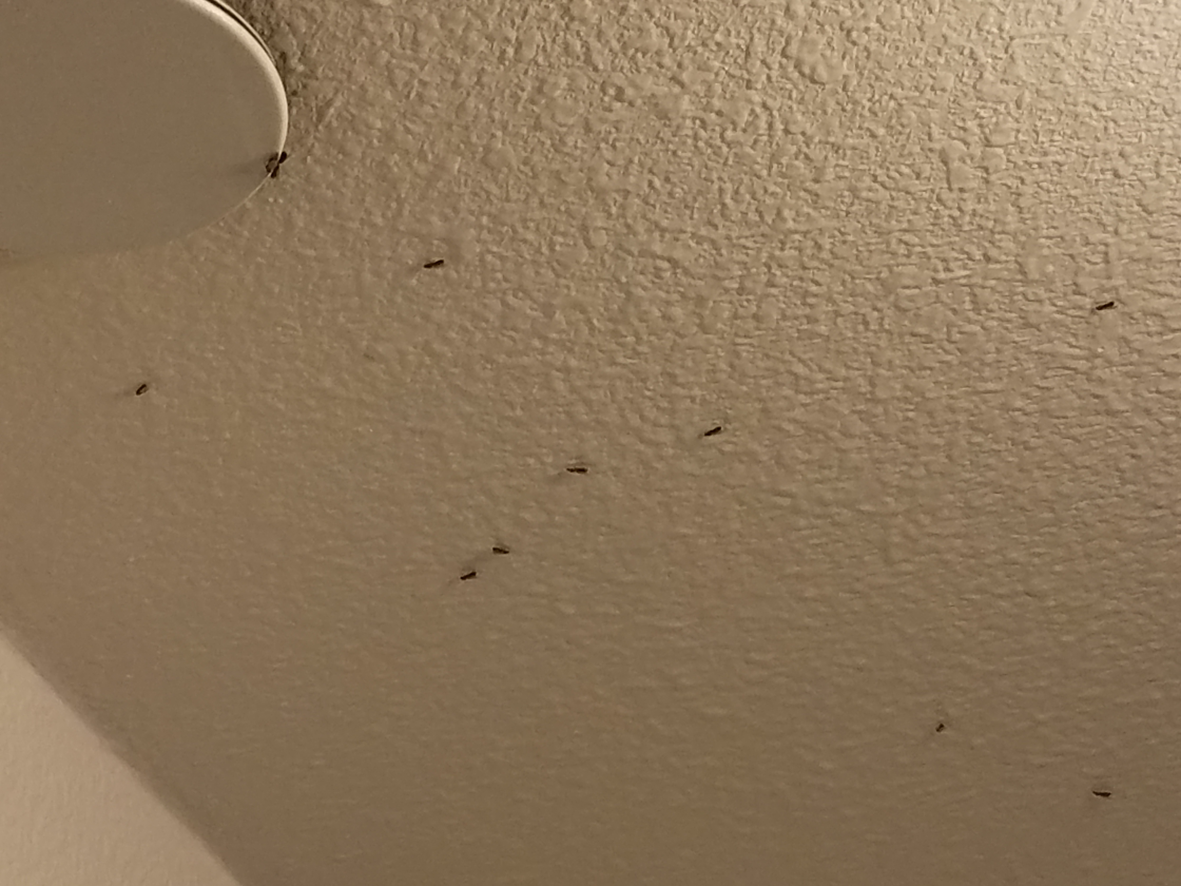 kitchen pantry outer wall insects