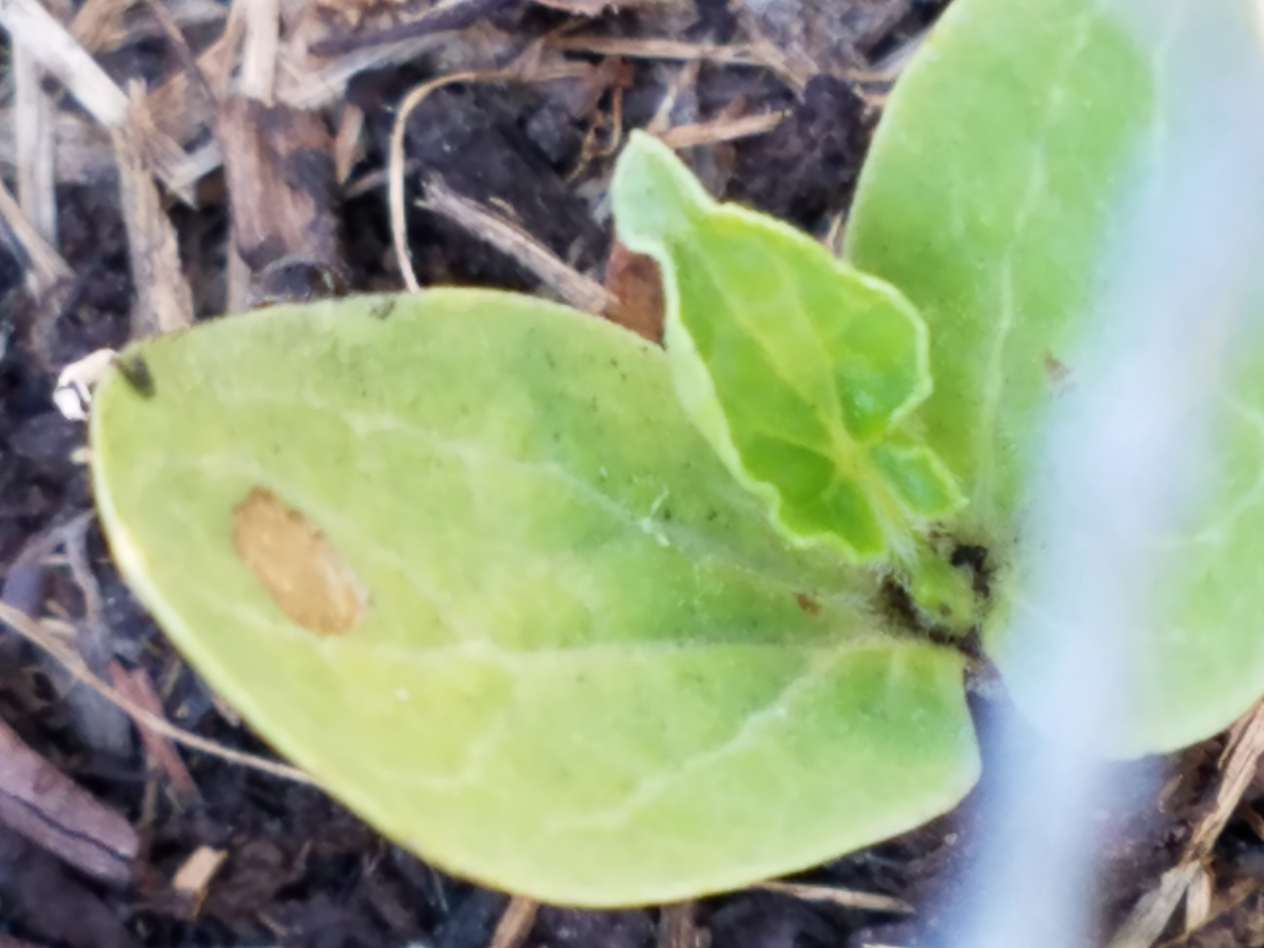 Help identifying pests or diseases affecting young melon plants #456725 ...