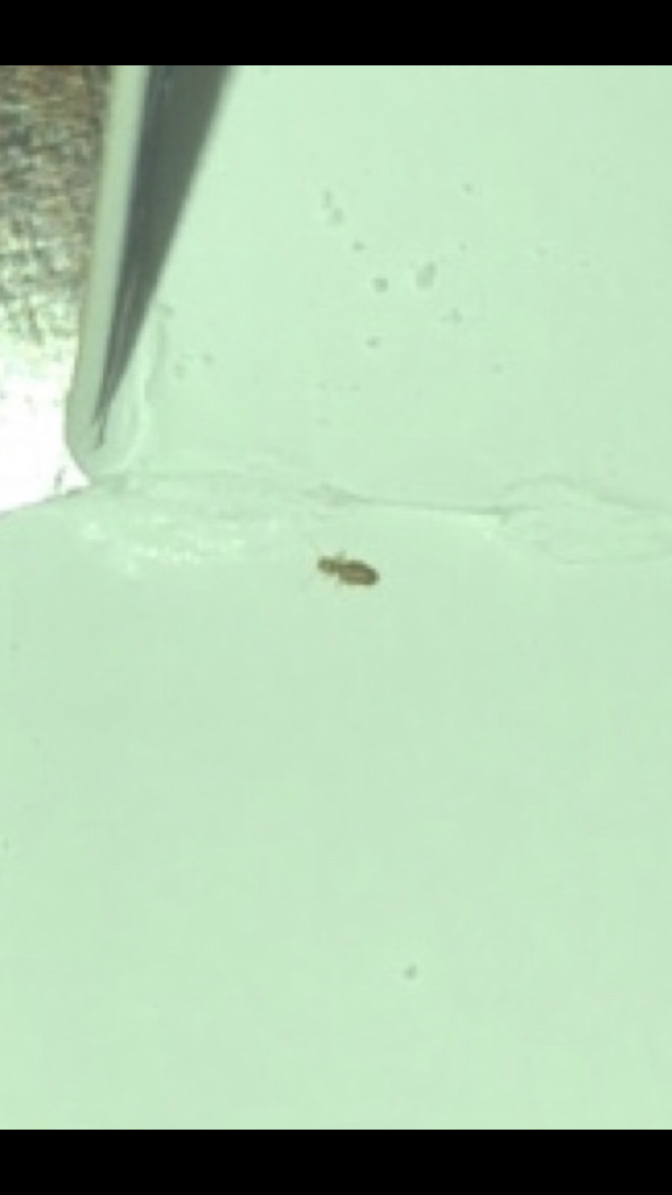 Booklice or bedbug nymph? #581216 - Ask Extension