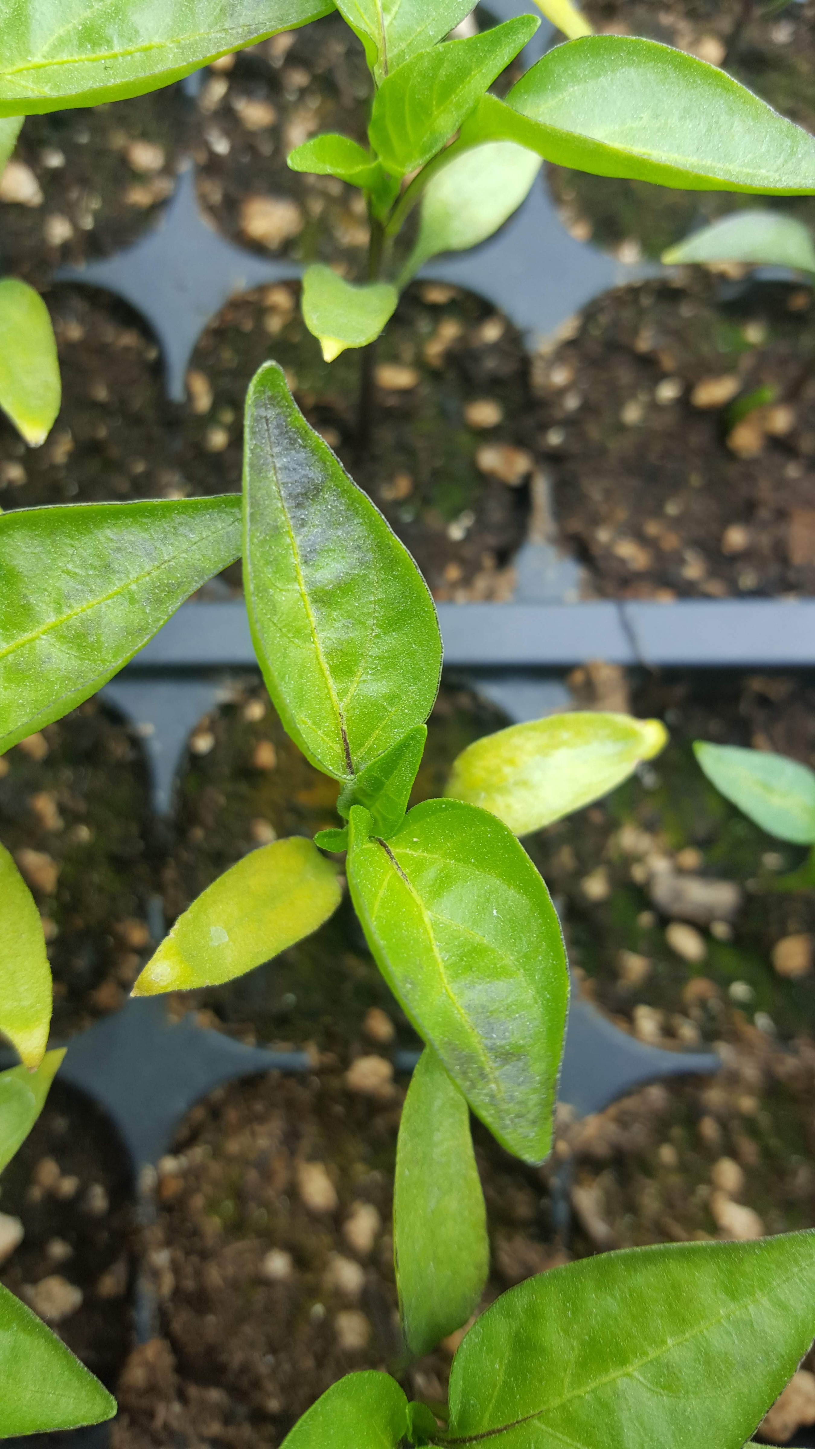 Pepper seedlings - leaf discoloration #556446 - Ask Extension 