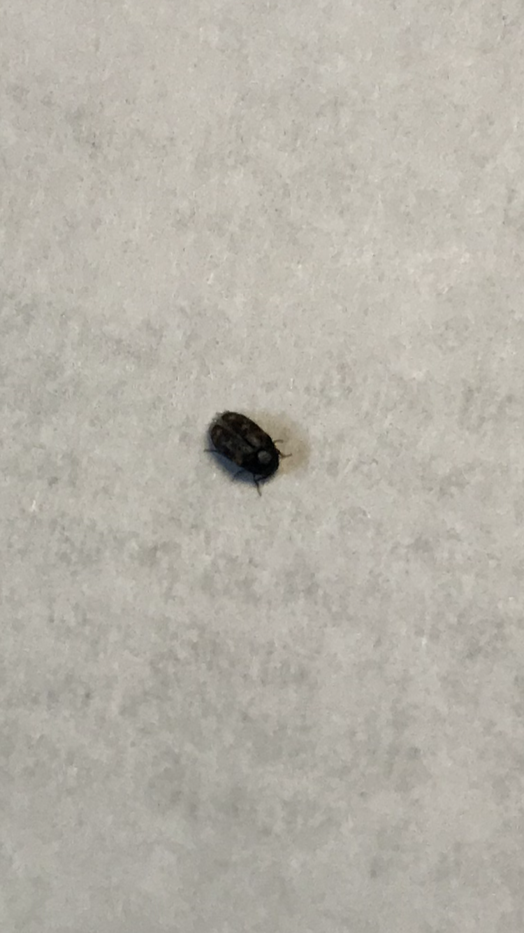 Beetle type bugs coming up tub drain #575891 - Ask Extension