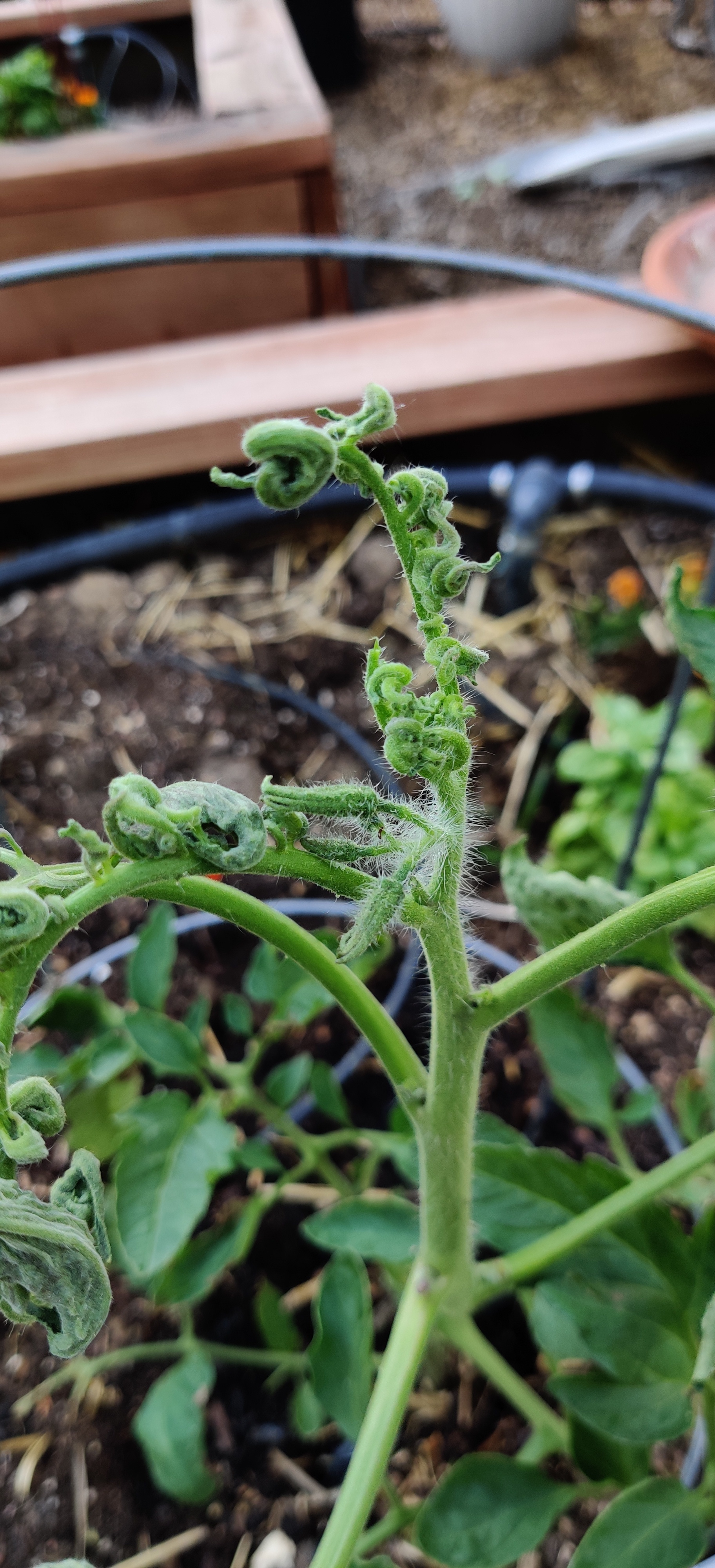 Why are my tomato plants curling/spiraling? #646236 - Ask Extension