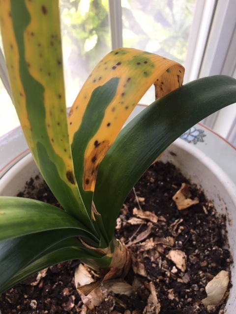 Do you know what is wrong with this clivia? #657971 - Ask Extension