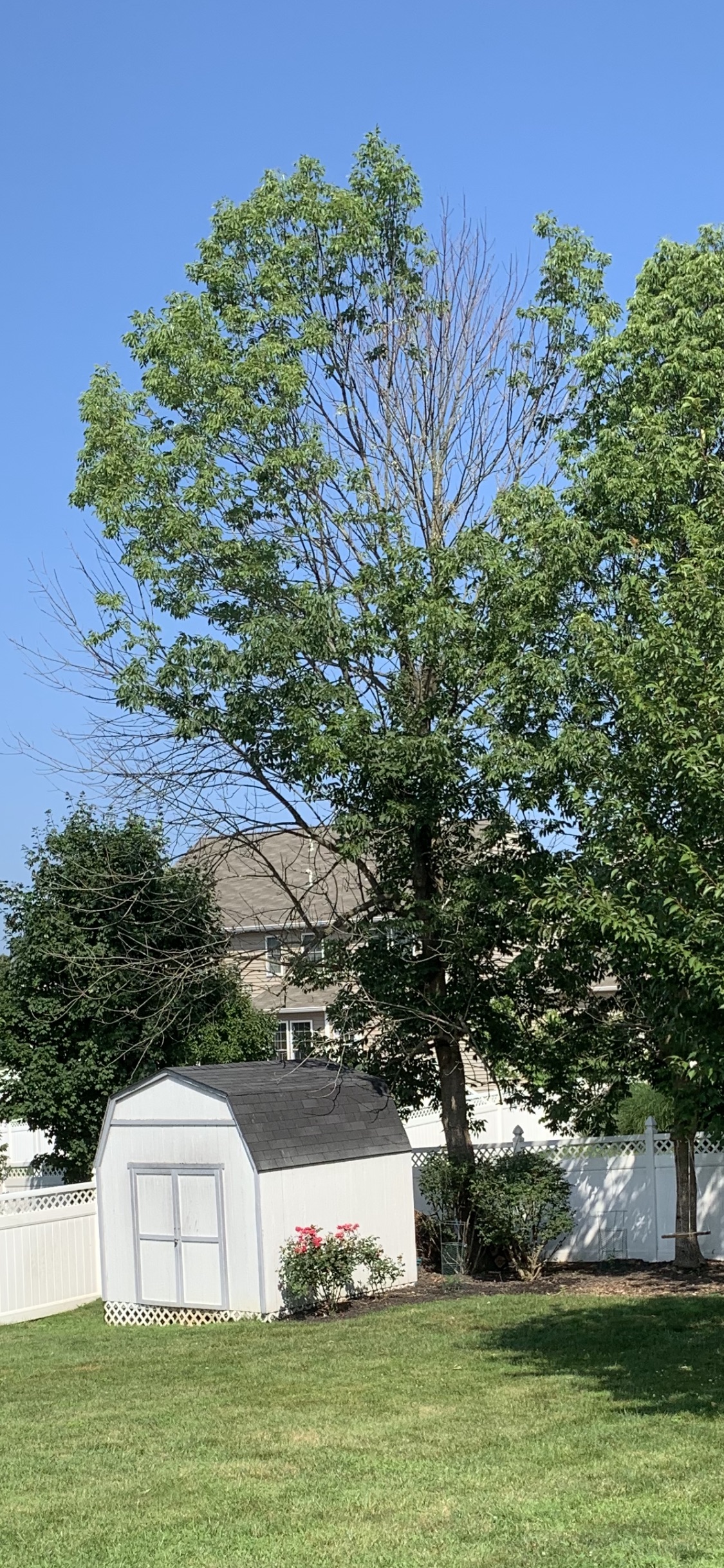 Do we need remove all or part of this tree? 678550 Ask Extension